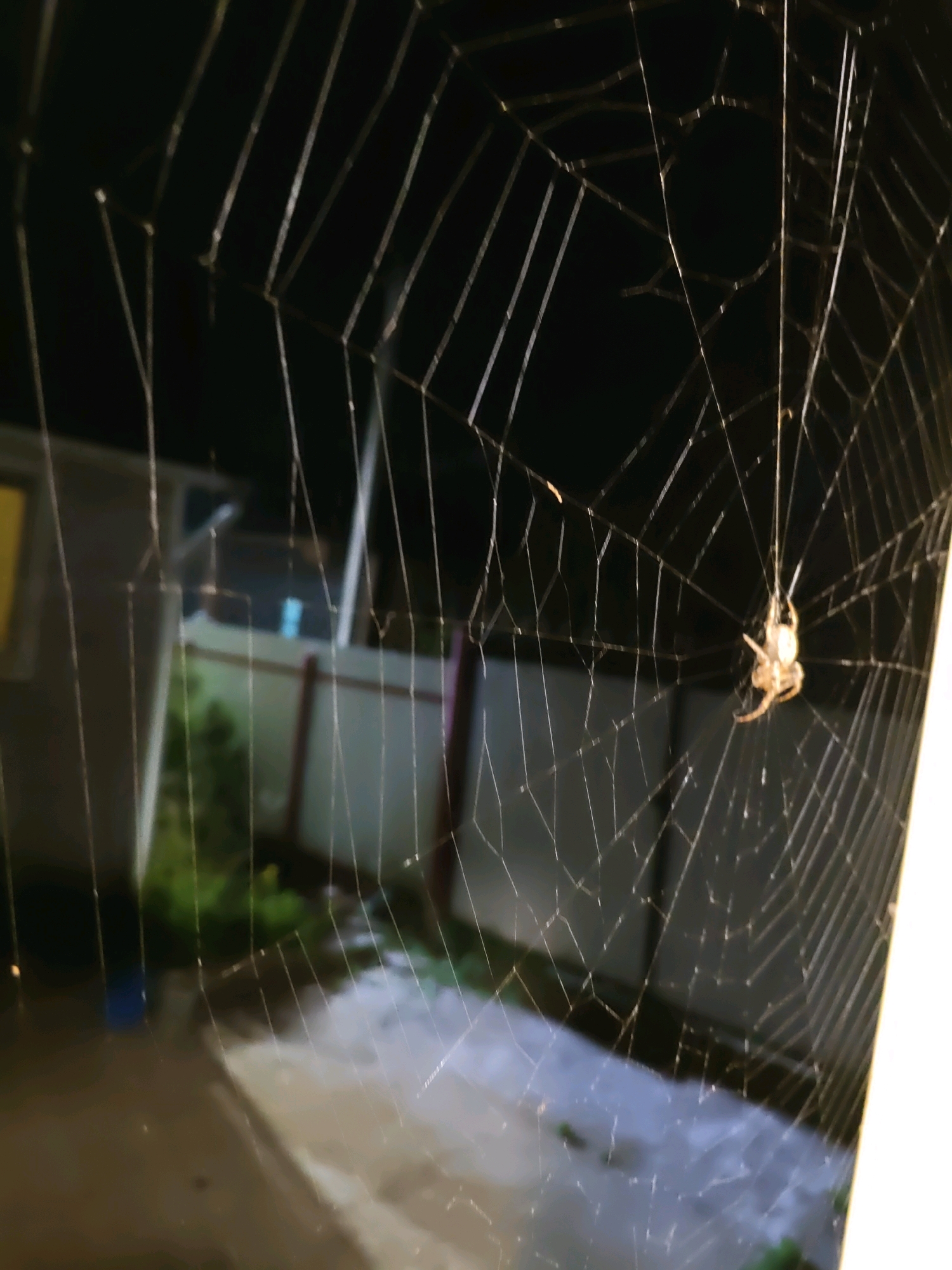 A spiderweb is visible in the foreground, with a spider hanging in the center. In the background, there is a blurred view of a yard with some greenery and structures. The lighting suggests it is nighttime or dusk. The location of Rostov-on-Don, Russia is not discernable from the image itself.