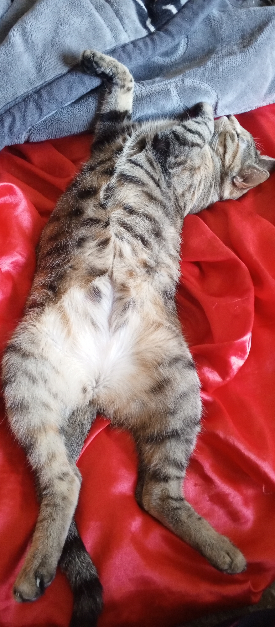A domestic shorthair cat, with tabby markings, is lying on its back on a red satin surface, partially on a gray blanket. The cat appears to be asleep, with its paws extended upwards and its head turned to the side. The cat's stomach is light-colored and exposed. The background consists of the red satin and the gray blanket. No location in Tashkent, Uzbekistan is depicted.