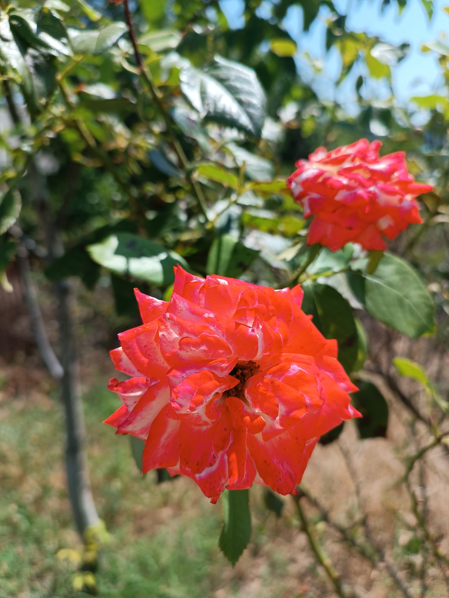 Two red and white roses are in focus in the foreground of the image. They are positioned on a rose bush with green leaves and thorny branches. The background is blurred, showing more greenery and a hint of blue sky. The scene appears to be outdoors in a garden or park. No people are visible in the image. The location is specified as Coșnița, Moldova.
