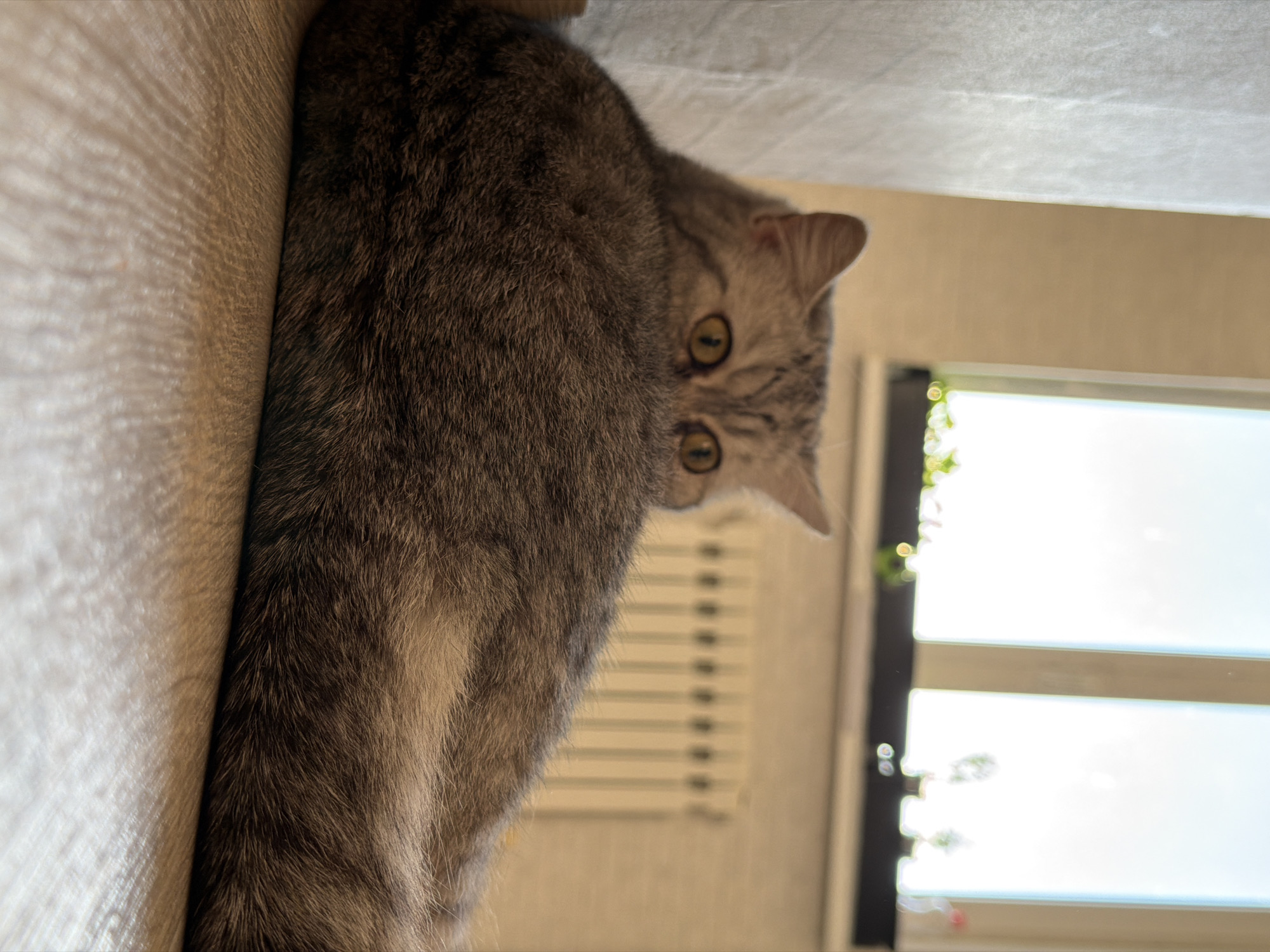 A grey tabby cat is positioned between a light-colored upholstered wall and an object or piece of furniture covered in similar upholstery. The cat is partially visible, with its head and part of its body exposed. Its green eyes are directed towards the camera. In the background, a window with multiple panes is visible. Some greenery is seen outside the window. The photo seems to have been taken indoors, with the cat appearing to be in a domestic environment. No specific information in the image allows for the location to be definitively identified as Chaikovsky, Russia.