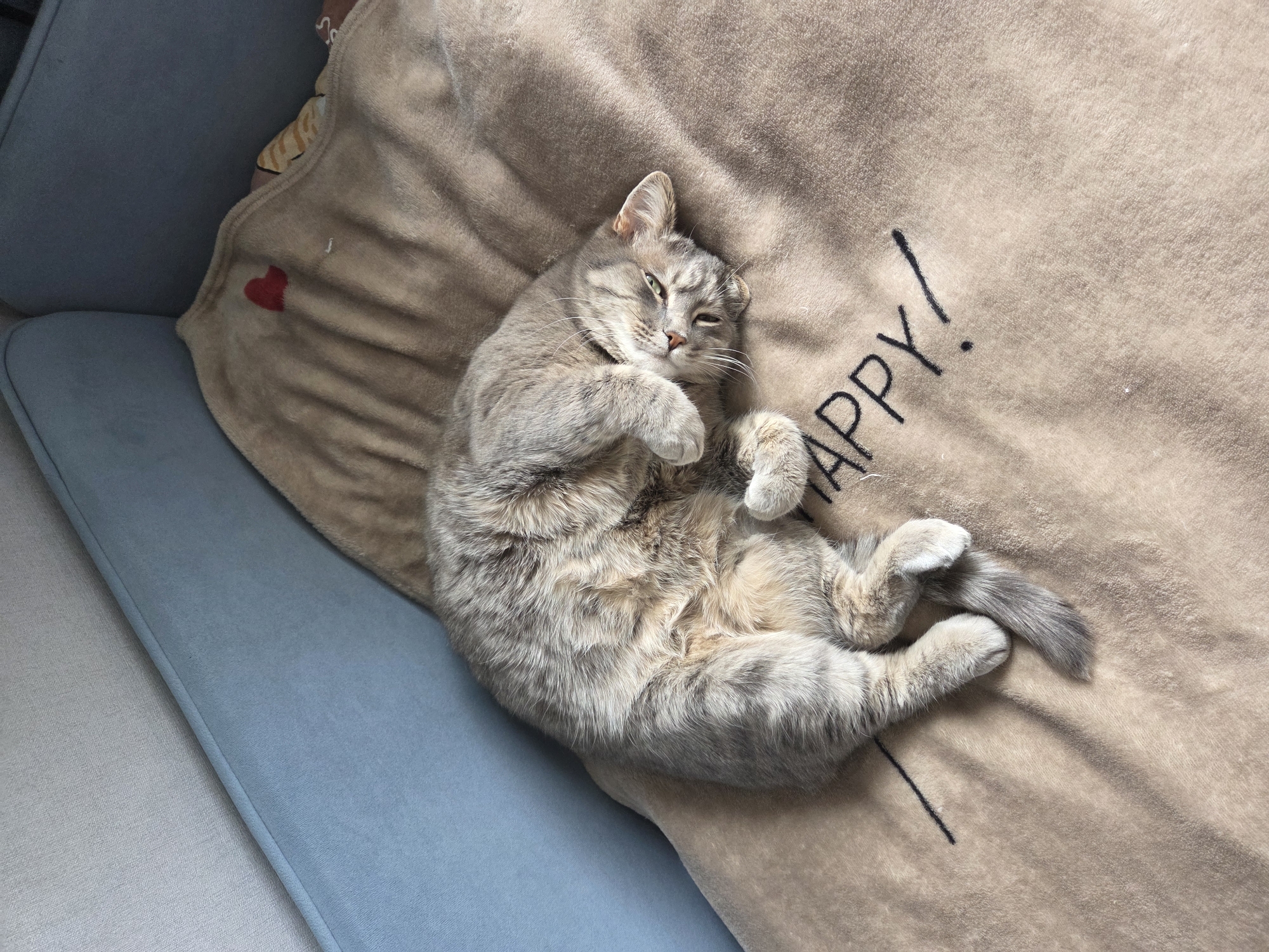 A light-gray tabby cat lies on its back on a tan blanket with the word "HAPPY!" printed on it. The cat is positioned on a blue couch, and a red heart is visible on the blanket near the edge of the couch. The location of the scene is not discernible from the image. The city of Birobidzhan, Russia, is not indicated in the image.