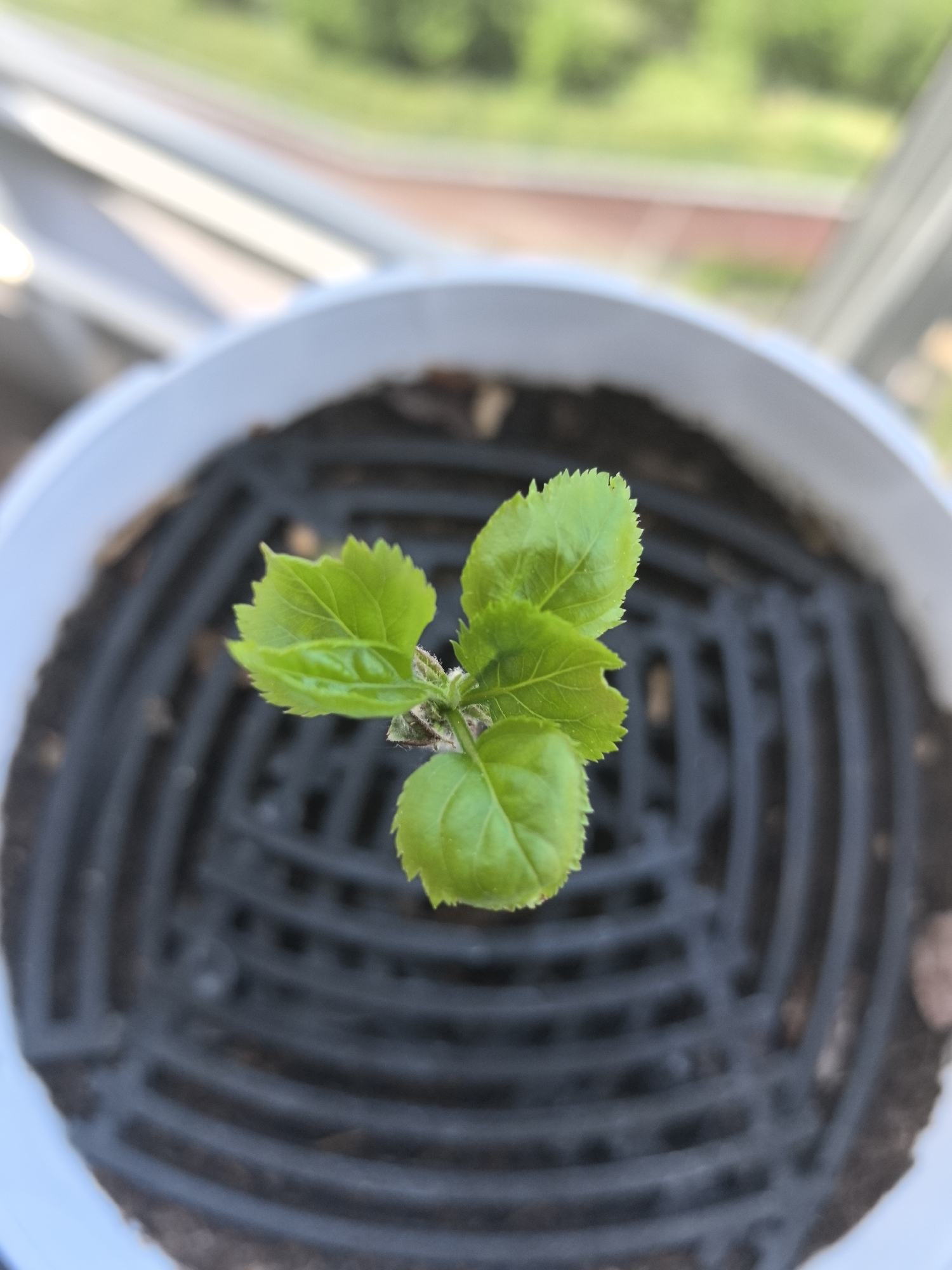 A high-angle, close-up shot depicts a small seedling growing in a white plastic pot. The plant has four young, bright green leaves with serrated edges, clustered around a short stem. The pot contains a dark, possibly plastic, grate or insert placed over the soil. The soil itself appears to be a mixture of dark organic matter. The pot sits near a window, with blurred greenery and a possible railing visible in the background. No people are visible in the image. There is no information about the location of this scene being in the city of Perm, Russia.