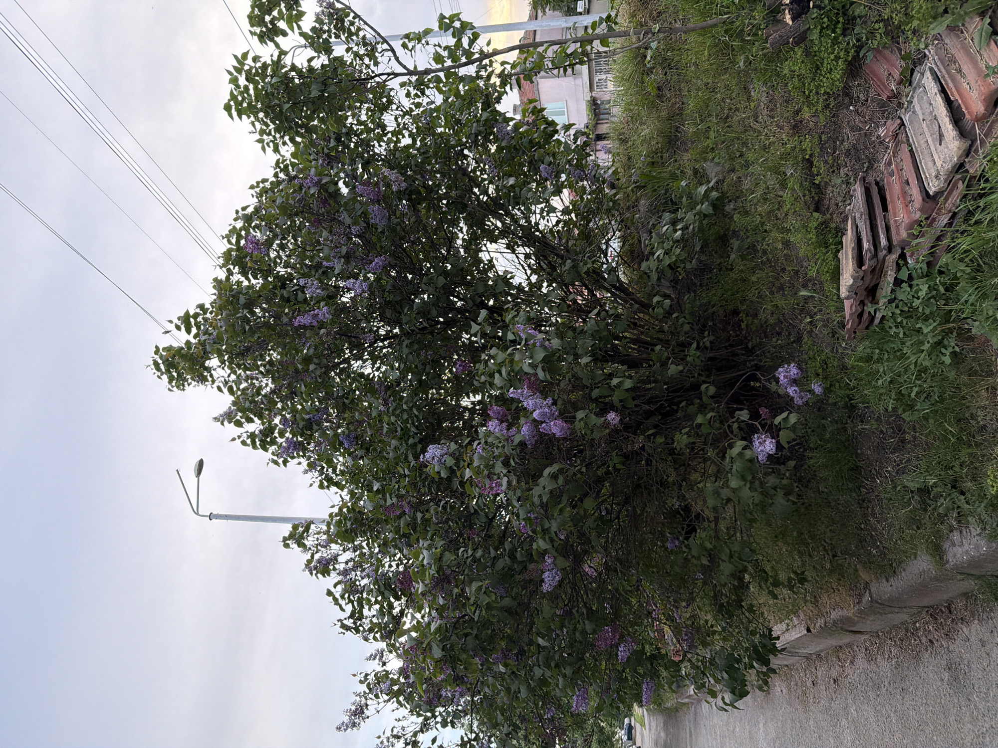 The image shows a large lilac bush in full bloom, with purple flowers visible against a backdrop of green leaves. The bush is located beside a paved road and a grassy verge. Behind the verge, there are some stacked tiles/debris. Utility poles and wires are visible in the background. The sky is overcast. The location is likely Burgas, Bulgaria, based on the prevalence of similar flora and architectural styles in the region. No people are visible.