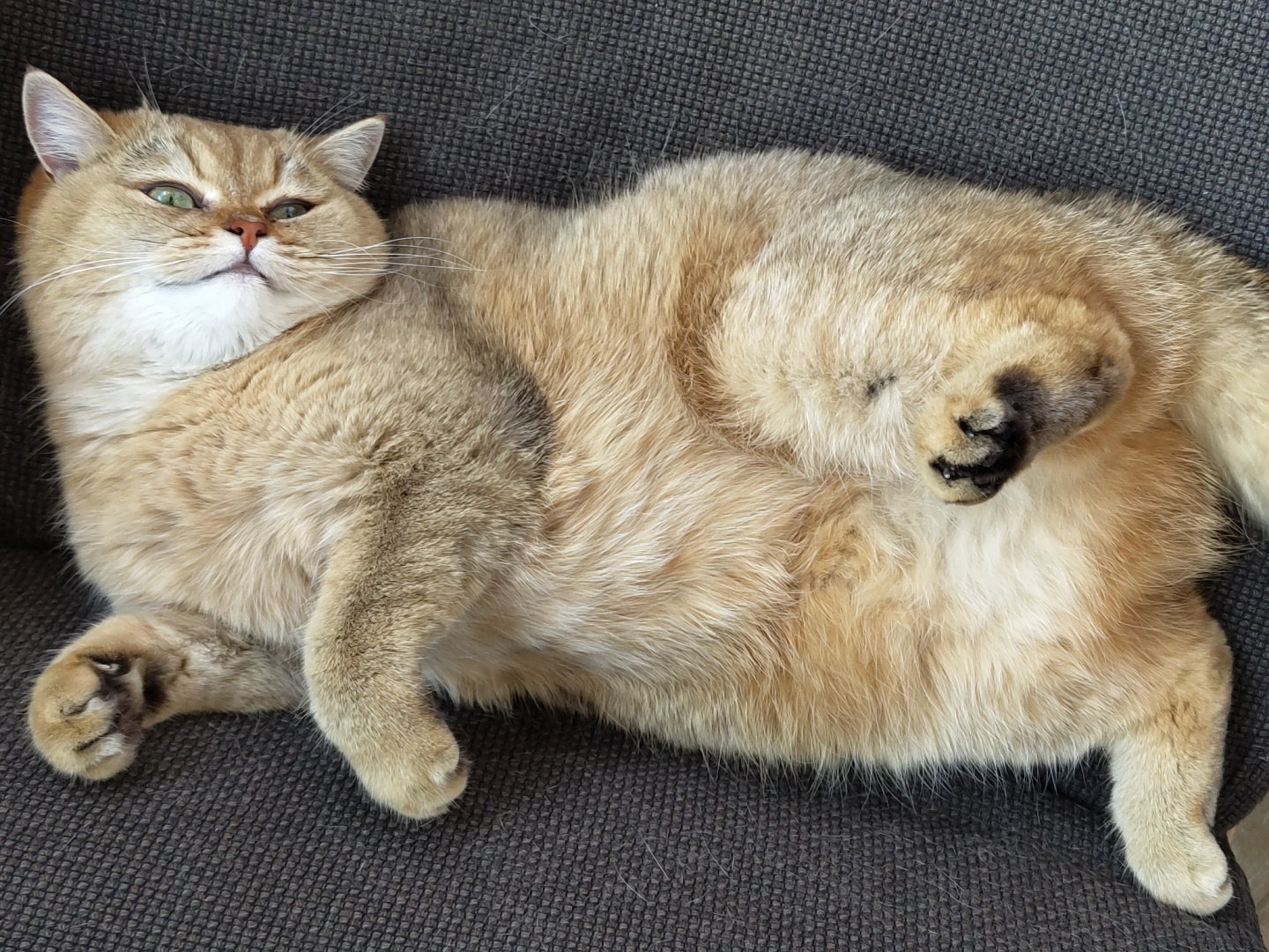 An adult, light brown cat with green eyes is lying on its back on a dark grey fabric surface. The cat's paws are visible, with the front paws resting near its chest and the hind paws tucked in. The cat's fur is fluffy and appears well-groomed. The background is a textured, dark grey fabric, possibly a sofa or chair. There is no information in the image to suggest a location in Krasnodar, Russia.