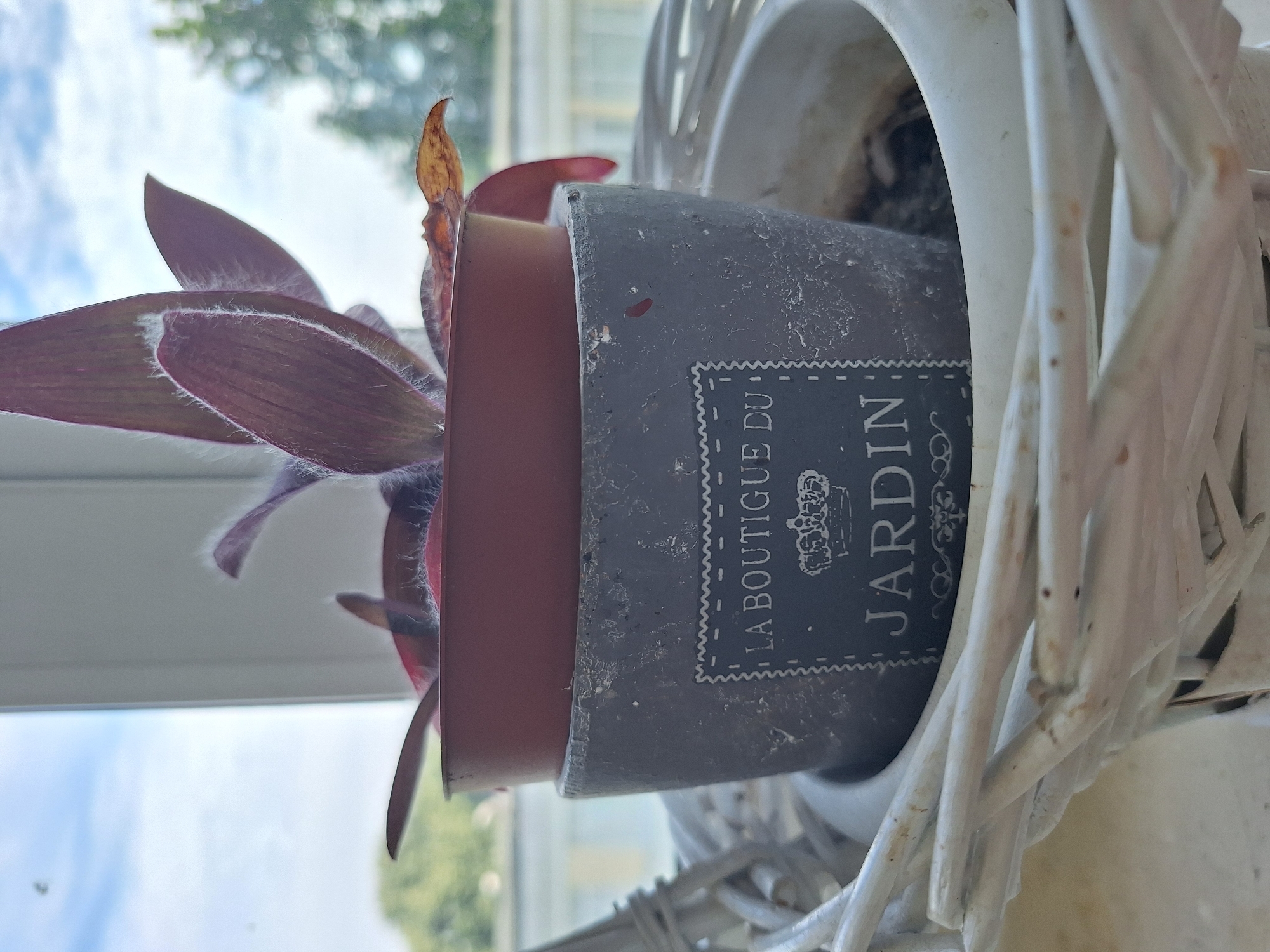 A close-up, eye-level shot focuses on a small potted plant with deep purple, fuzzy leaves, positioned in front of a window. The plant is in a small, reddish-brown pot, which is then placed inside a larger, gray, cylindrical pot. The gray pot features a decorative label with the text "LA BOUTIQUE DU JARDIN" and a crown emblem. The entire setup is situated within a decorative white woven basket. The background shows a blurred view of trees and a cloudy sky, suggesting an outdoor scene visible through the window. The lighting suggests it is daytime. The image appears to be taken indoors, likely in a residential setting.
