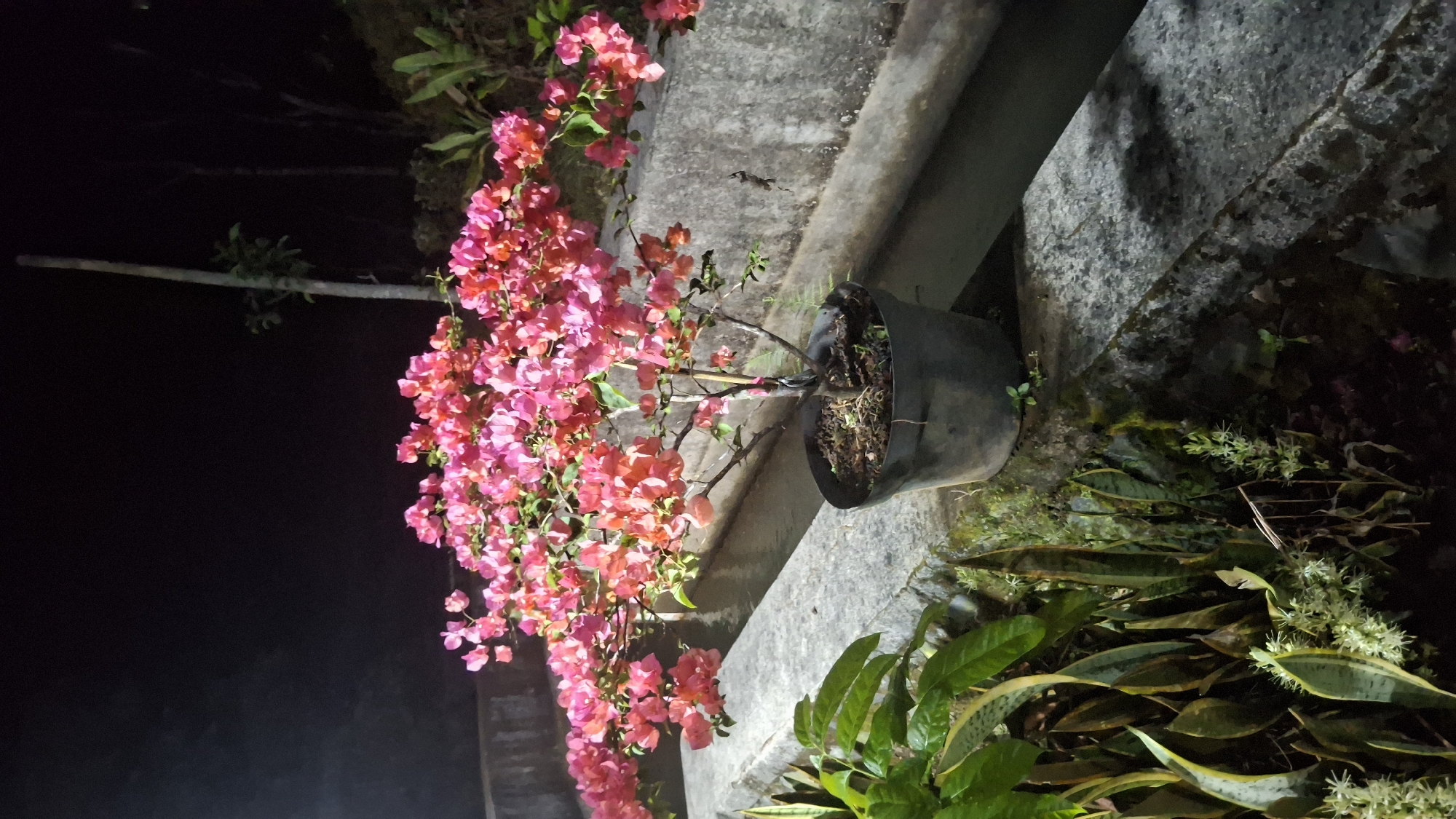 This is a nighttime photograph taken in Gondoharum, Indonesia, featuring a potted bougainvillea plant with vibrant pink and red flowers. The plant is positioned on a concrete ledge, possibly part of a drainage system or walkway, which runs alongside a narrow body of water. In the foreground, to the left of the bougainvillea, are several snake plants with variegated green and yellow leaves, along with some smaller, flowering plants. Behind the bougainvillea, a slender, leafless tree trunk is visible, and further in the background, the dark silhouettes of other trees and foliage can be seen against the night sky. The lighting suggests artificial illumination, casting shadows on the concrete surfaces. There are no people or animals visible in the frame.