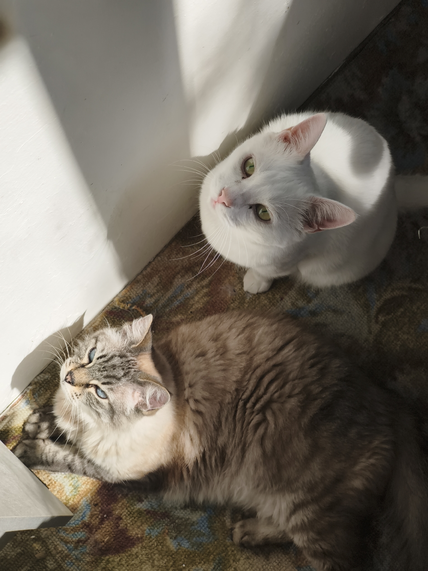 Two cats are on a patterned rug. A white cat with green eyes is sitting up and looking upwards. A fluffy grey and white cat with blue eyes is lying down and looking upwards. The cats are in a sunlit room.