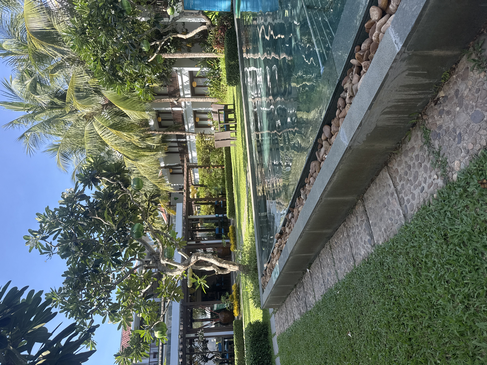 The image captures a serene outdoor scene at what appears to be a resort or hotel on a bright, sunny day. A raised swimming pool with a dark grey or black border, featuring a line of light brown decorative stones along its edge, runs along the right side of the frame. The calm pool water reflects the surrounding buildings and lush greenery.
To the left of the pool, a meticulously maintained green lawn extends towards several multi-story white buildings, which feature visible windows and balconies. A stone path borders the lawn in the foreground. Abundant tropical vegetation fills the scene, including tall palm trees with sweeping fronds and other leafy trees, notably what appear to be Plumeria (Frangipani) trees bearing large, green, elongated fruit or seed pods. Some outdoor seating, consisting of chairs and tables, is visible on the grass near the buildings.
The sky in the upper left corner is a clear and vibrant blue, indicating bright sunshine and pleasant weather. No people are present in the scene. A small blue sign is partially visible on the far side of the pool, but its text is unreadable. The overall impression is one of tranquility and an inviting tropical setting.