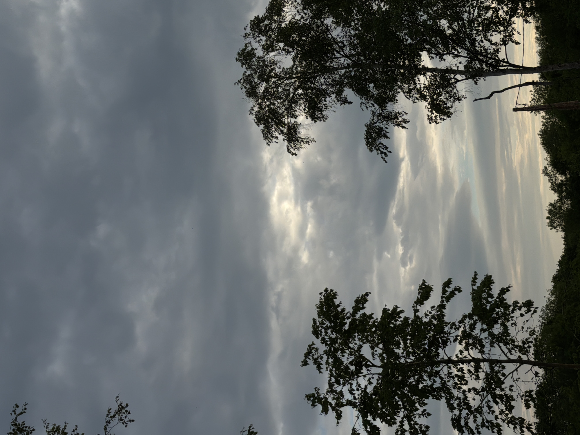The image shows a view of the sky with dark, heavy clouds, partially illuminated by a soft, diffused light from behind. Silhouetted against the sky are the tops of several trees, their branches and foliage dark green and black. In the foreground, a dense line of dark trees forms the horizon. The scene appears to be outdoors, possibly in a rural or park-like setting, given the abundance of trees. There are no visible people or animals. The overall mood is somber and overcast. The image location is New, Russia.