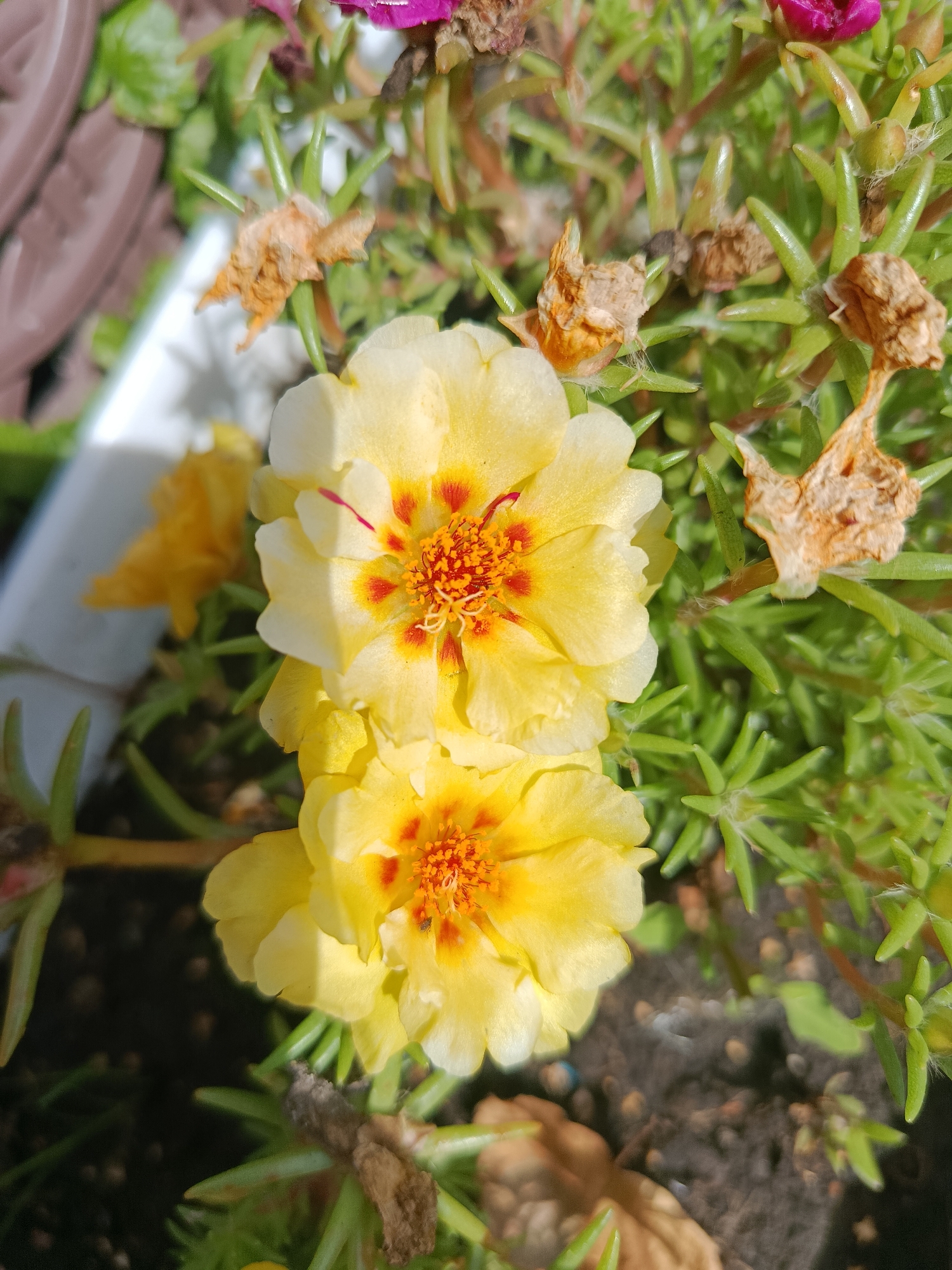 The image depicts a close-up view of yellow moss rose flowers in Chik, Russia. The flowers are vibrant with orange and red centers and are surrounded by green succulent leaves. Some dried seed pods and a hint of a pink flower are also visible. The background consists of dark soil and a blurred white object, possibly a pot. The lighting suggests it is daytime.