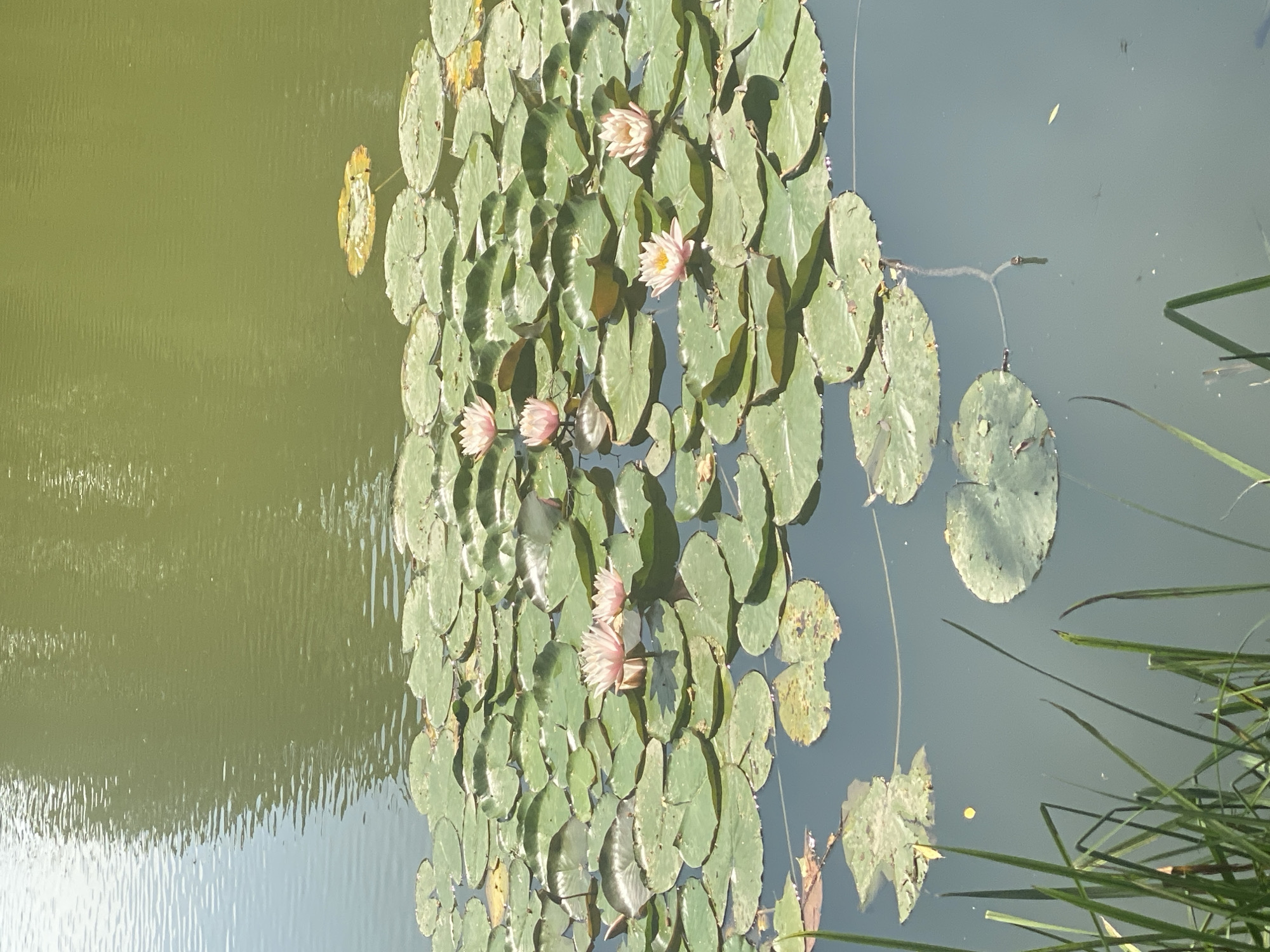 This image depicts a tranquil pond in Briceni, Moldova, filled with numerous lily pads and several blooming pink water lilies. The water has a greenish hue, reflecting the surrounding foliage. Tall green reeds grow along the left edge of the pond, adding a touch of wildness to the scene. The overall atmosphere is serene and natural.