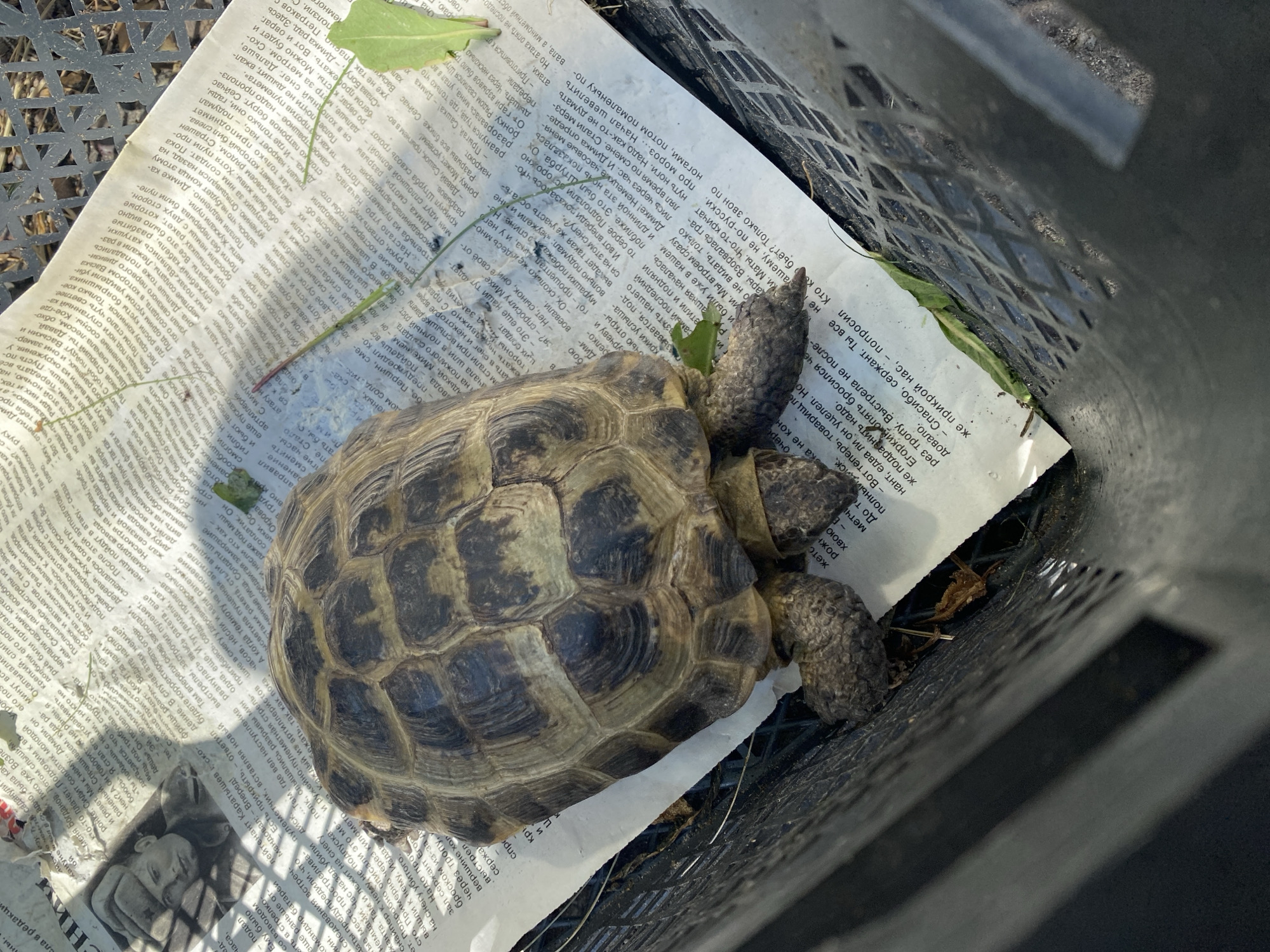 A Russian tortoise is resting on a newspaper page, which is placed inside a dark plastic crate. The newspaper has black text and a sepia-toned image of a person in military uniform. The tortoise is positioned in the center of the newspaper, with its head and legs partially visible. The crate is dark and has a grid pattern on its sides. The background is out of focus but appears to be outdoors, with a hint of vegetation and sunlight. The overall scene is one of domestic observation, possibly related to the care or relocation of the tortoise. The location is not specified in the provided context.