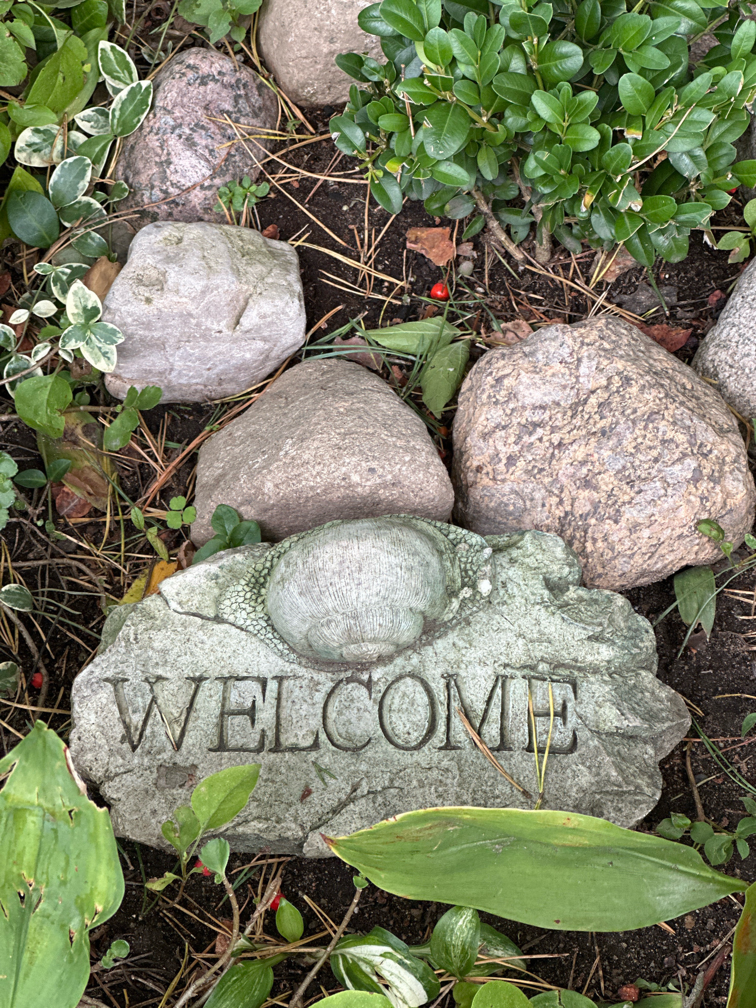 This is a close-up, eye-level, outdoor, daytime, vertical, medium shot of a decorative stone garden accent. The accent, shaped like a stylized shell, is set into the ground and etched with the word "WELCOME" in capital letters. It is surrounded by various rocks of different sizes and textures, along with green foliage and some scattered pine needles and dry leaves. A few small red berries are visible amongst the greenery. The overall scene suggests a garden or natural landscape setting within a rural area, potentially the Калодзішчанскі сельскі Савет in Belarus, given the context. There are no people or animals present in the image.