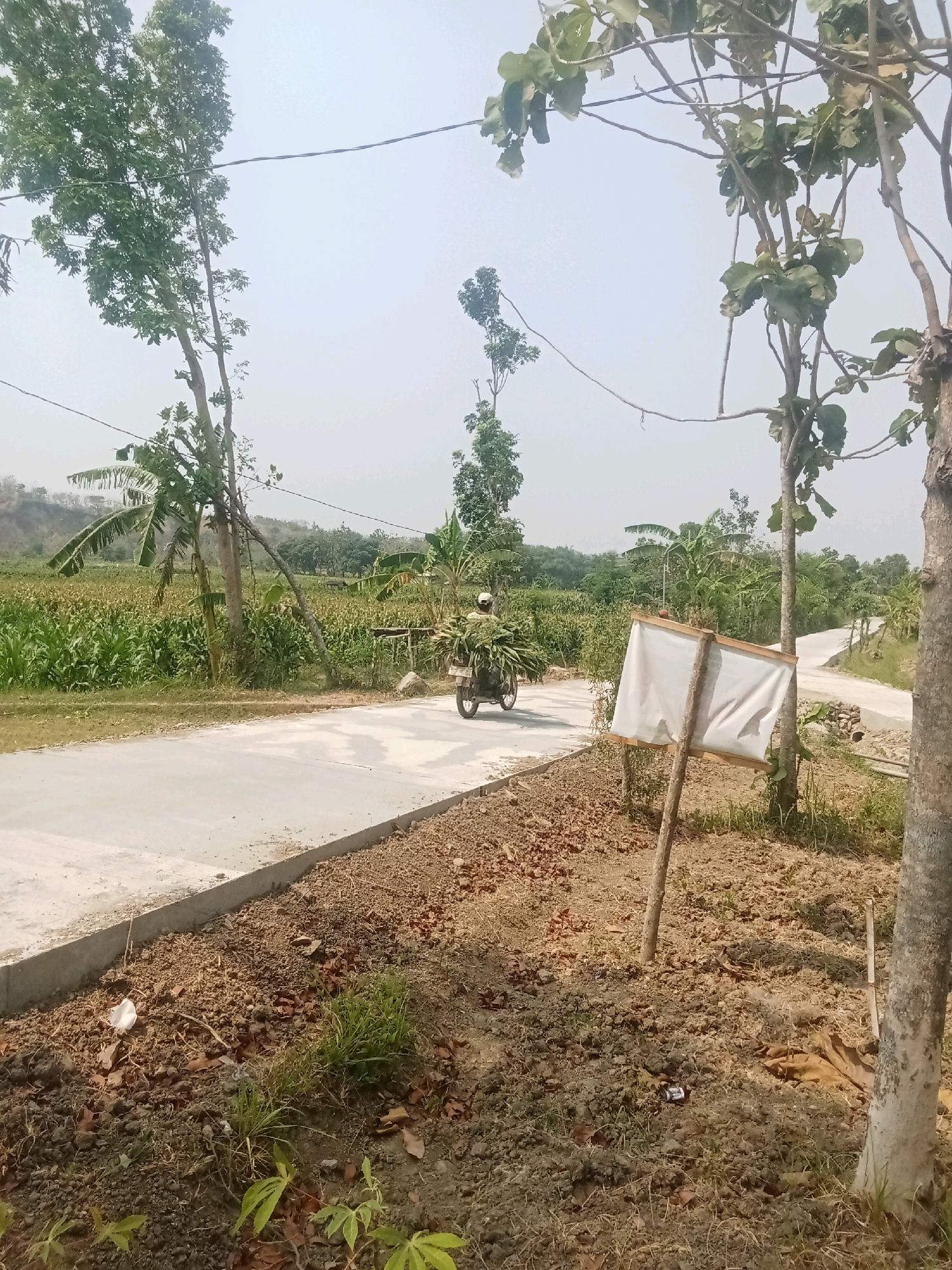 In an outdoor, rural scene in Unknown, Indonesia, a person rides a motorcycle laden with a large bundle of green foliage down a paved road. The road curves to the right, bordered by dry, brown earth with scattered leaves and some sparse green grass. To the left of the road, a field of vibrant green crops, likely corn, stretches into the distance, with a few banana trees interspersed. Several tall trees with lush green leaves are visible, along with utility wires crisscrossing the sky. In the foreground, to the right of the road, a white sign on wooden posts is tilted, obscuring any text. The sky is a pale, hazy blue, suggesting a bright, possibly hot day. The overall impression is one of agricultural activity in a somewhat dry, developing landscape.