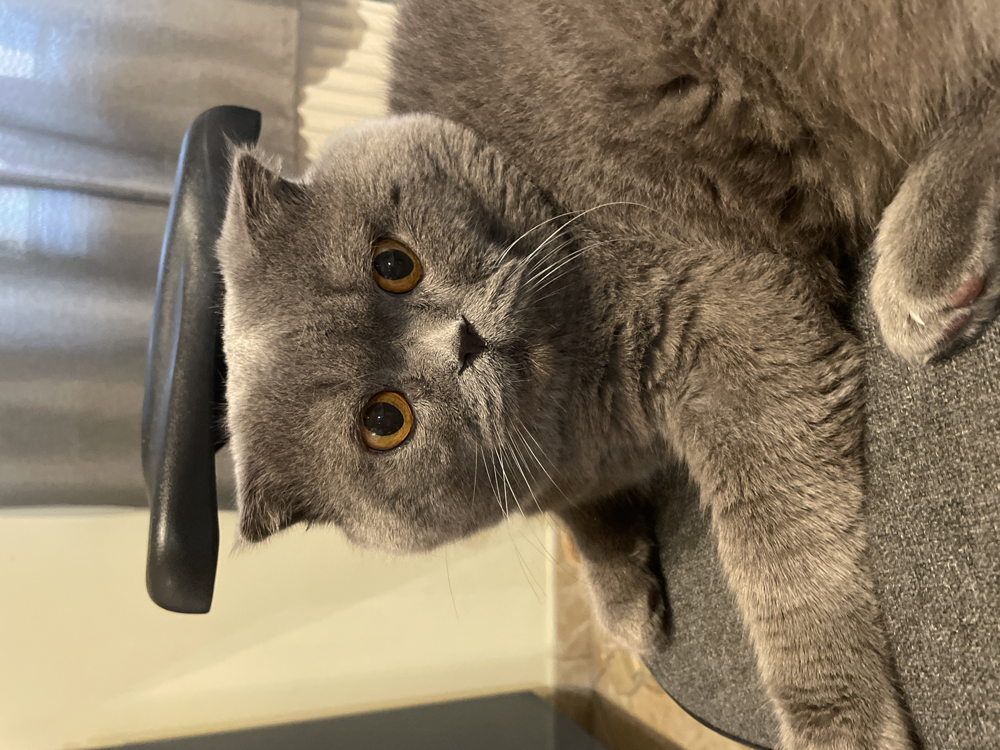 A grey Scottish Fold cat is lying on a grey chair, its head turned toward the camera. The cat has amber eyes, a small nose, and slightly folded ears. A black chair armrest is visible to the left of the cat's head. The background includes a partially visible window with blinds. The location is Unknown, Unknown.