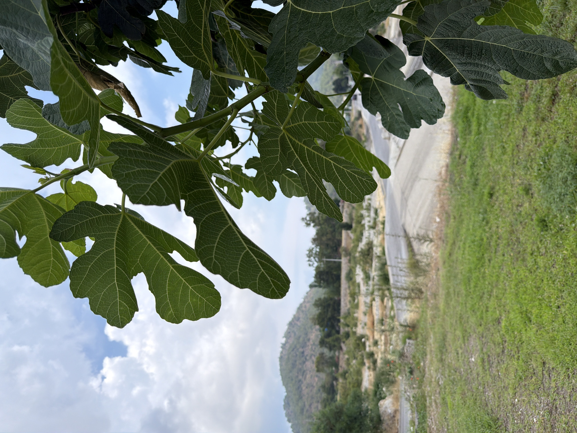 In a medium shot, a branch of a fig tree dominates the foreground, its large, green, lobed leaves and thin stems filling the right and upper portions of the frame. A few dry, brown leaves are interspersed among the green ones. The background opens up to a landscape under a partly cloudy sky with blue patches. A winding asphalt road cuts through a barren area with scattered rocks and scrub vegetation, leading towards a distant, tree-covered mountain. The area appears to be an undeveloped or rural part of an unknown city.