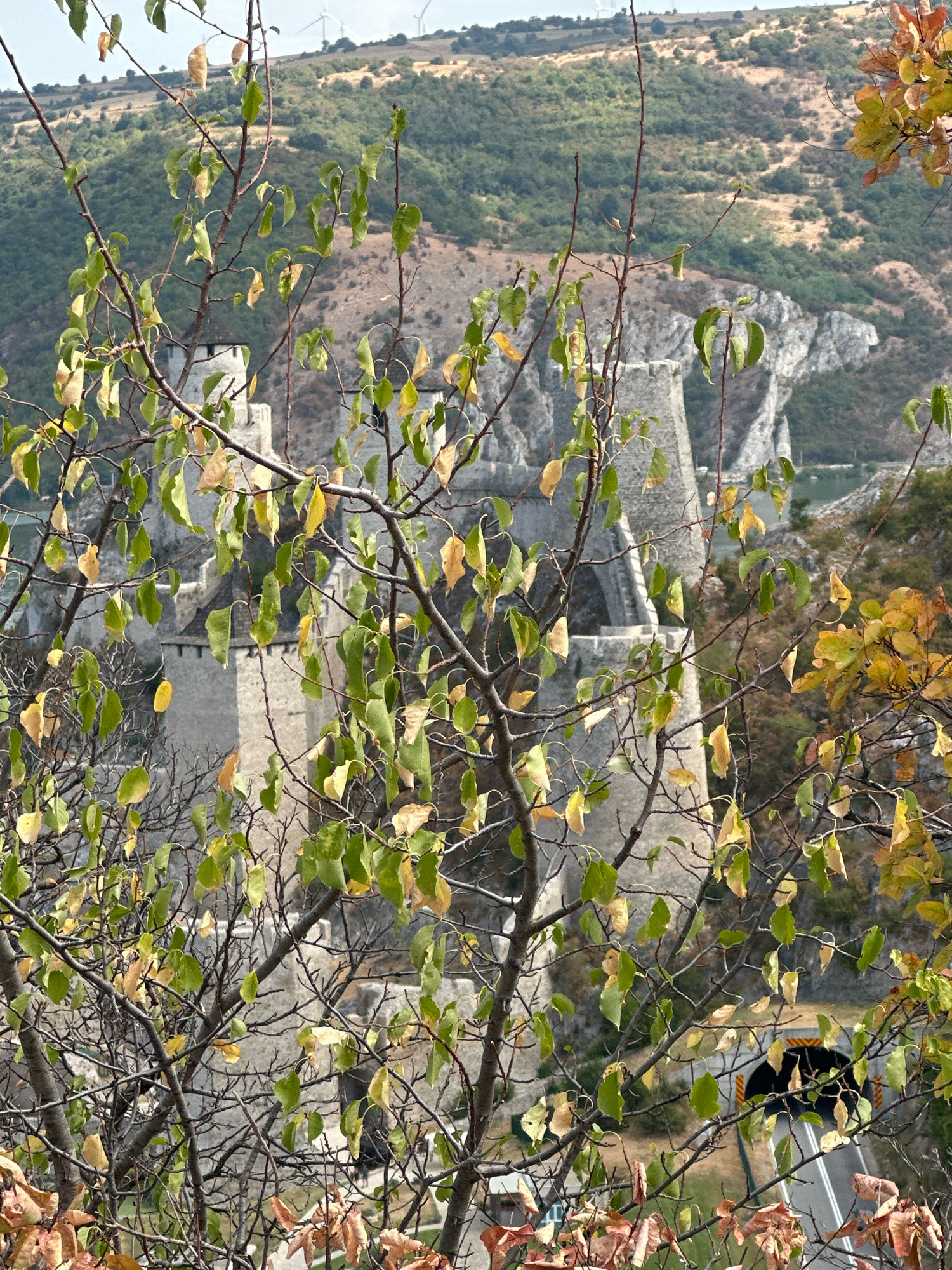 The image shows a medieval fortress on a rocky outcrop overlooking a body of water, likely the Danube River, in the municipality of Golubac, Serbia. The fortress features stone walls and towers, some in various states of repair. In the foreground, branches of a tree with partially colored autumn leaves obscure the view of the fortress. The background consists of rolling hills covered in vegetation and a sky with some clouds. The lighting suggests it is daytime.