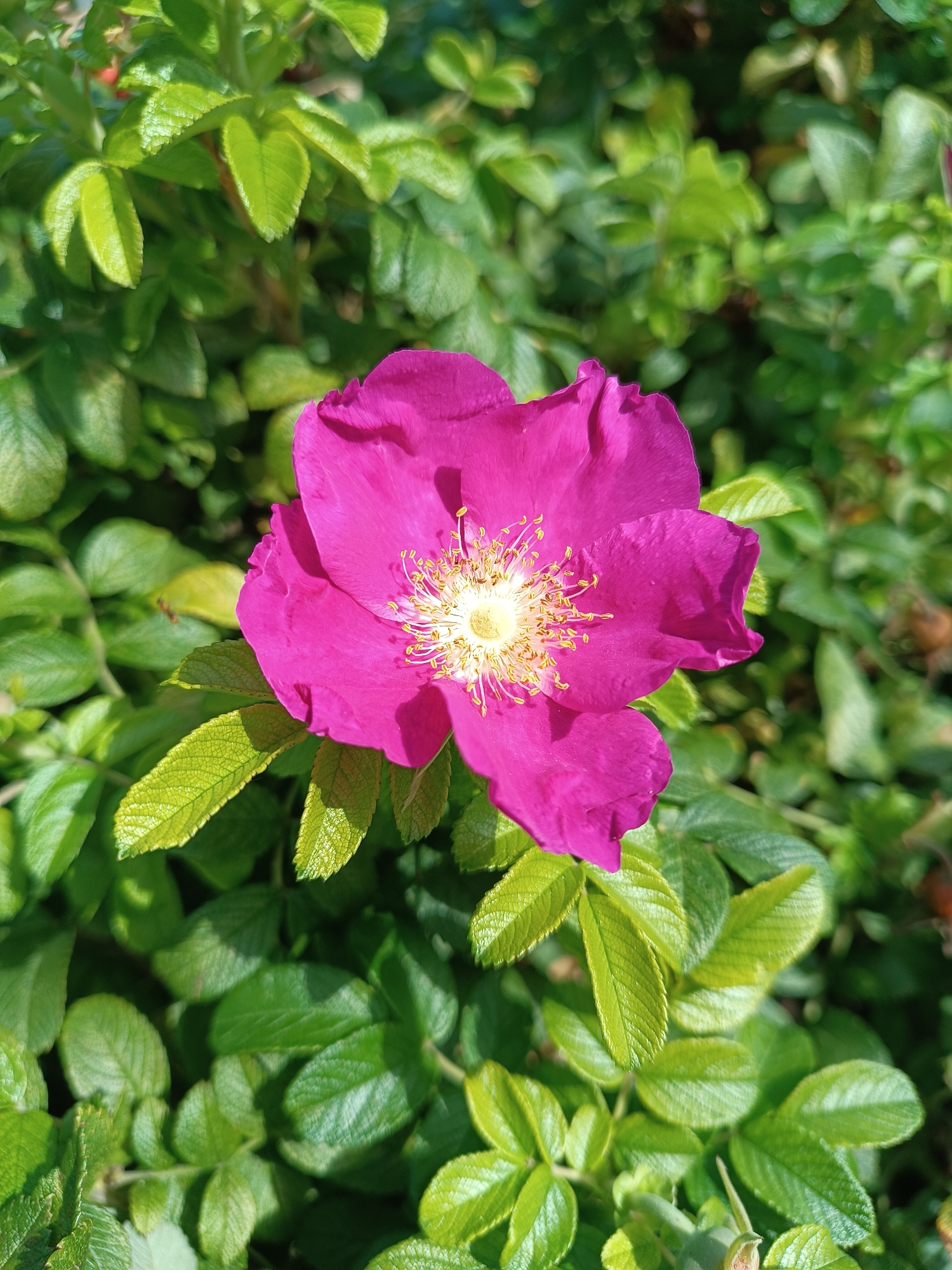 A single, vibrant pink rose with a bright yellow center is in full bloom. The flower is surrounded by lush, green foliage. The leaves are a deep green and appear to be slightly waxy, with visible veins. The lighting suggests a sunny day, with some shadows dappling the leaves. The image is taken from a close-up perspective, focusing on the detail of the flower and its immediate surroundings. The background consists of more blurred green leaves, indicating the rose is part of a larger bush or garden. No people or man-made structures are visible in the frame. The scene is entirely natural, featuring a single rose in a garden setting.