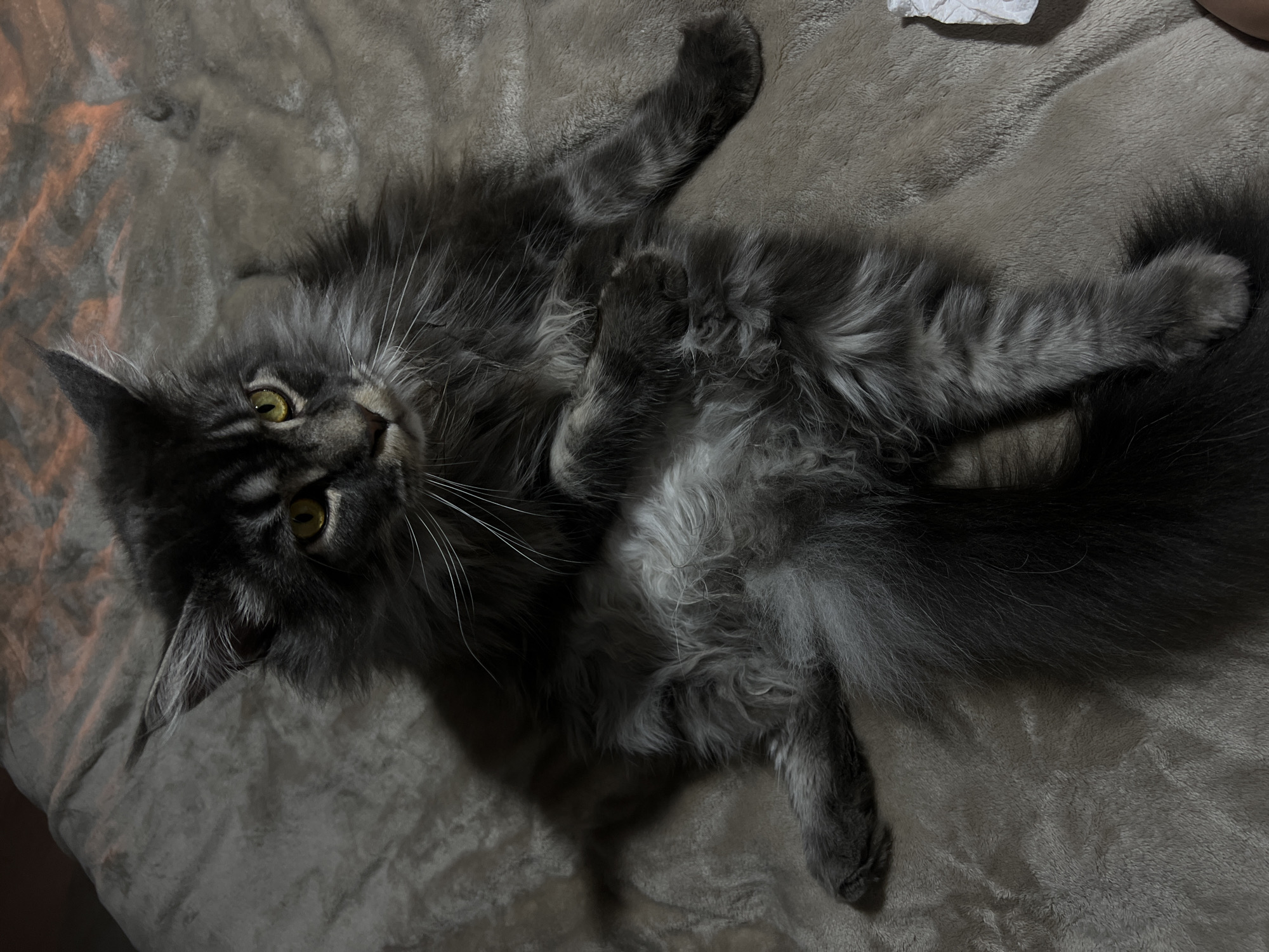 An adult Maine Coon cat with dark grey fur and yellow eyes is lying on a beige, textured blanket. The cat is positioned on its side with its legs splayed out and appears to be relaxed. The background is a soft, draped fabric. No specific location in Ternopil, Ukraine, can be determined from the image.