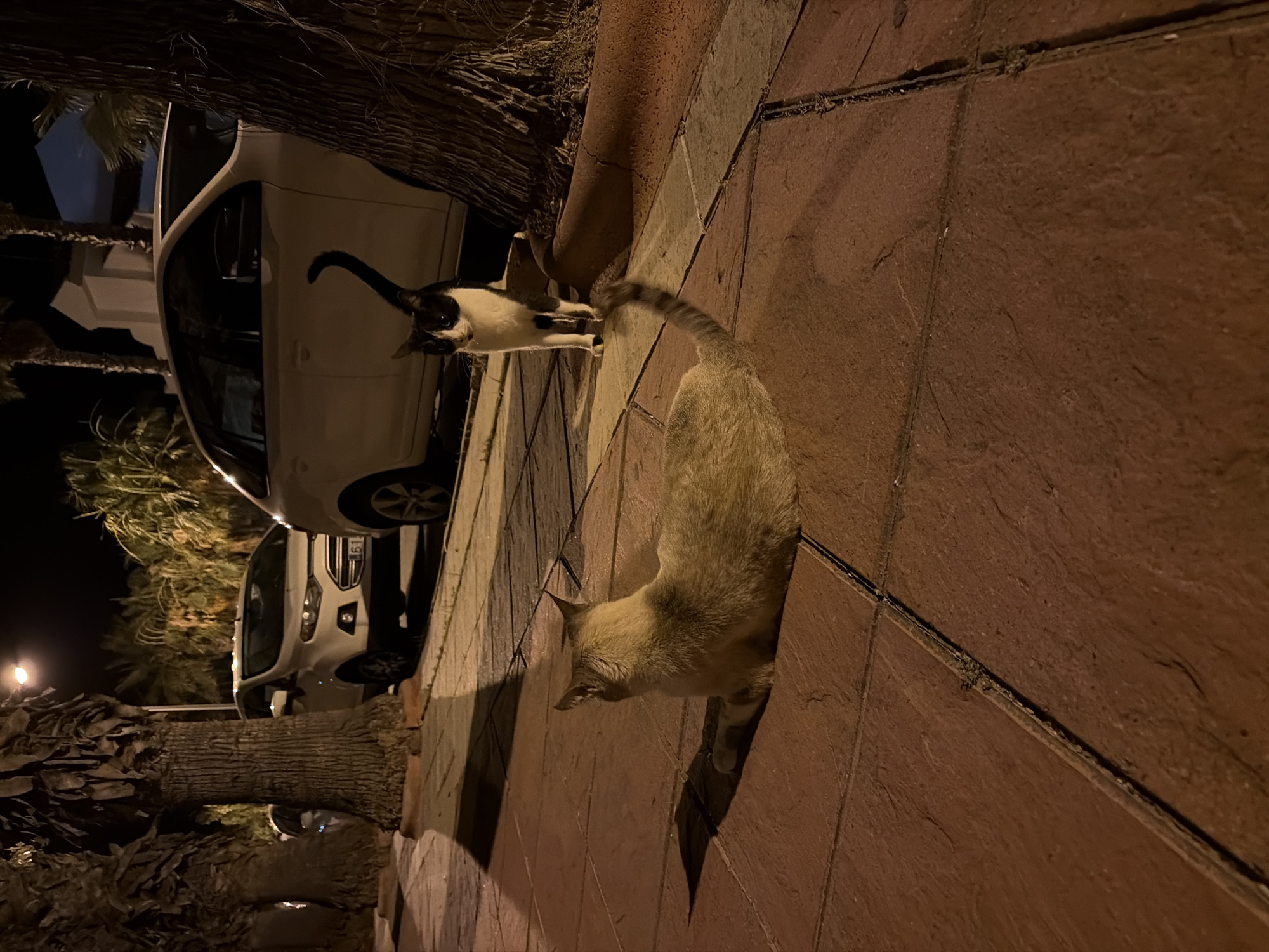 At night, two cats are on a paved sidewalk with palm trees and cars in the background. One cat, a light tan color, is lying down facing away from the camera. The second cat, a black and white tuxedo cat, is standing and looking towards the camera. The scene is illuminated by streetlights. The location is Orihuela, Spain.