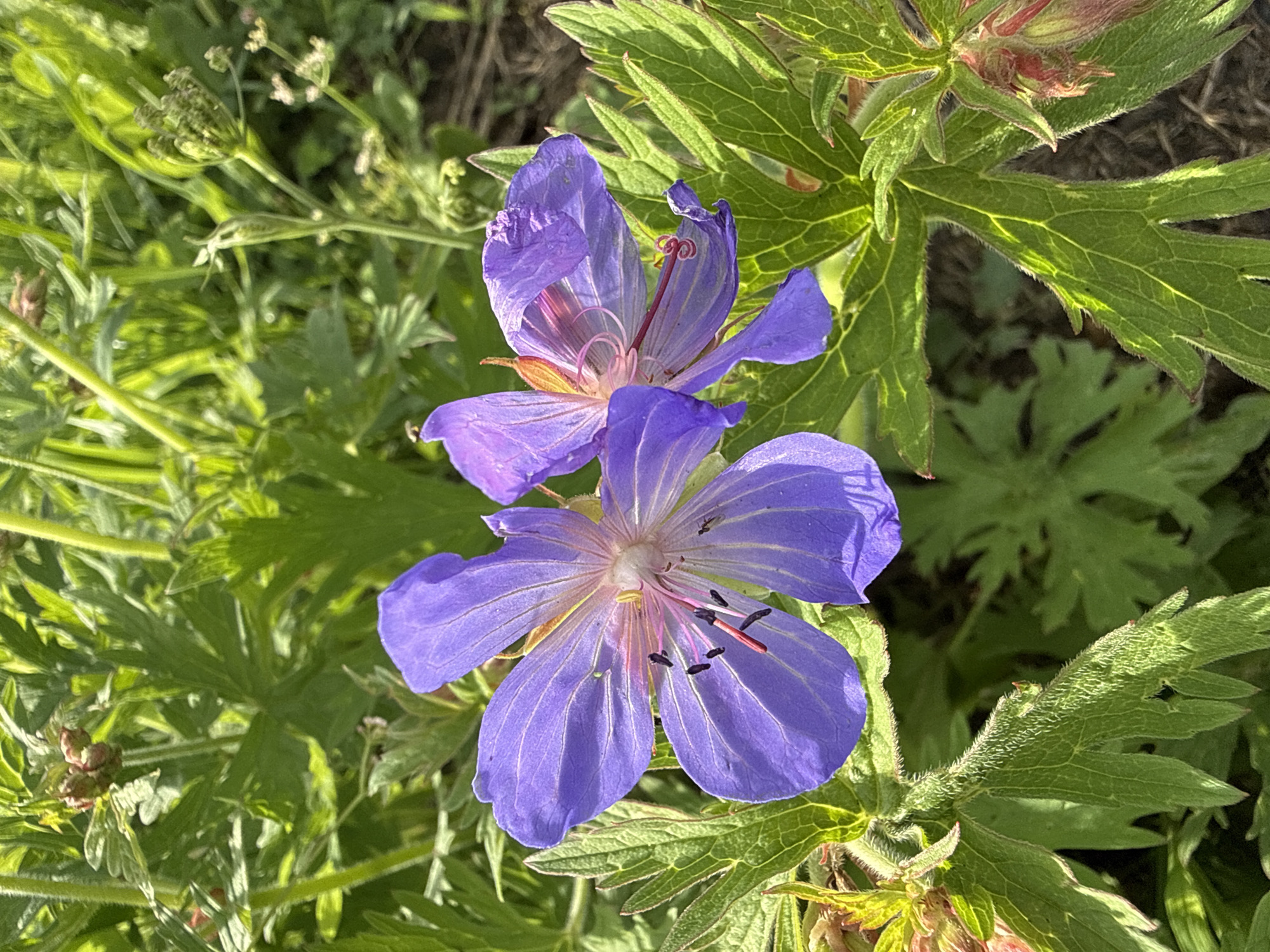 This is a close-up, high-angle shot of two purple cranesbill geranium flowers in bloom, surrounded by green foliage. The flowers are the primary subjects, with one positioned in the foreground and the other slightly behind and above it. The foreground flower is in sharp focus, showcasing its delicate purple petals with fine, lighter purple veins, and its central stamen, which has red filaments and dark purple anthers. The upper flower is slightly out of focus, but its purple petals and central reproductive parts are still visible.
The setting is outdoors, likely a garden or natural area with abundant greenery. The leaves surrounding the flowers are vibrant green, some with visible veins and a slightly fuzzy texture, characteristic of geranium leaves. The lighting suggests it is daytime, with sunlight highlighting the flowers and leaves, creating dappled shadows and bringing out the colors. The overall impression is one of natural beauty and the quiet presence of flora.
There is no visible text in the image. The location context indicates this scene is from Большой Турыш, Russia, suggesting a temperate climate suitable for this type of flowering plant. The image captures a peaceful moment in nature, focusing on the intricate details of the flowers and their surrounding environment.