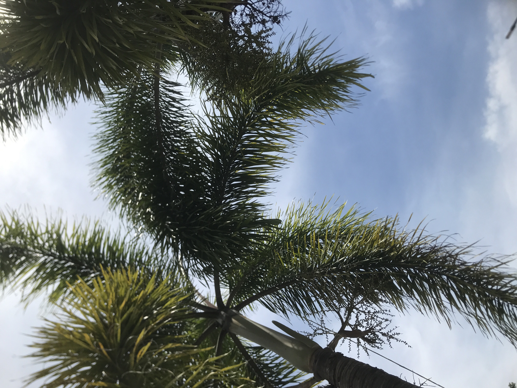 The image shows a low-angle view looking up into the canopy of palm trees against a pale blue sky with scattered white clouds. The palm fronds are green and partially obscure the sky. The tree trunks are visible at the bottom of the frame. The location is presumably Lhokseumawe, Indonesia, but there are no specific features in the image to confirm this. There are no people visible.