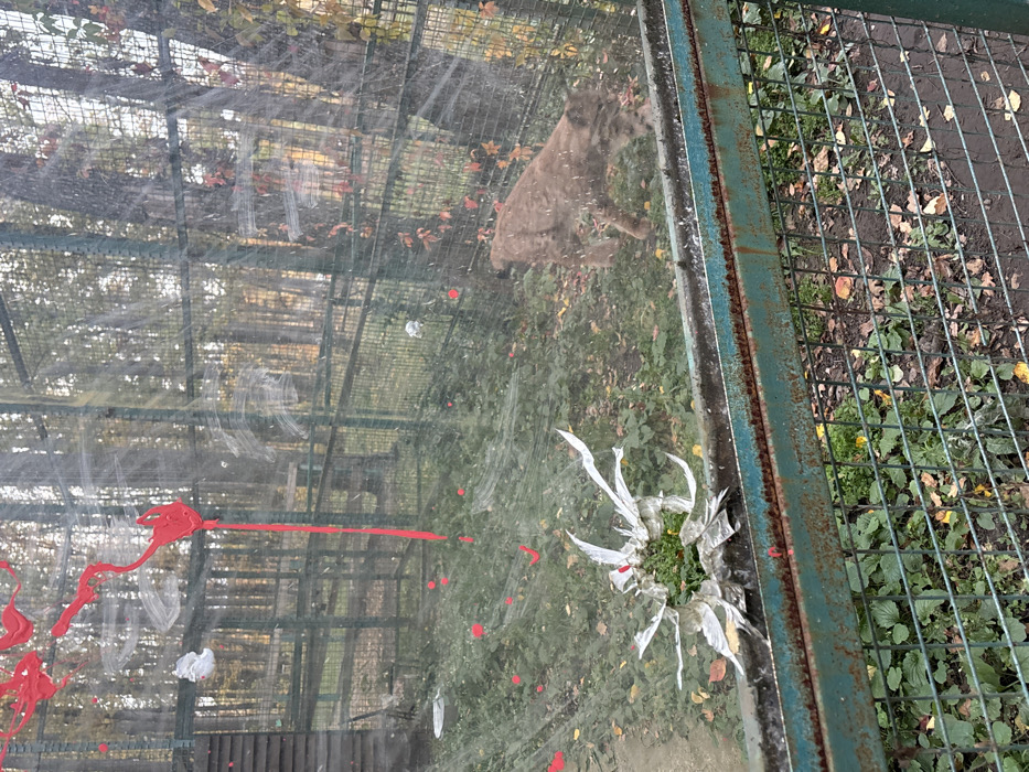 The image displays an outdoor animal enclosure in the city of Lisne, Ukraine, viewed through a transparent barrier. The foreground is dominated by a dirty, scratched transparent panel (likely glass or acrylic) exhibiting prominent red paint splatters and drips across its upper and central sections, along with multiple white smudges. In the lower-left corner of this panel, a circular perforation is visible, surrounded by ragged, silvery-white material resembling tape or torn plastic, revealing green vegetation from inside the enclosure.
Below the transparent panel is a horizontal, rusted metal beam, painted teal-green, forming part of the enclosure's structure. Further down, a green wire mesh fence extends across the bottom of the frame, showing green foliage and fallen brown leaves on the ground behind it.
Inside the enclosure, a light brown feline, consistent with a puma or large lynx, is positioned in the mid-ground, walking towards the right side of the frame with its head lowered, appearing to sniff the vegetated ground. The enclosure's floor is a mix of green undergrowth, scattered reddish-brown leaves, and patches of dirt. Red paint splatters similar to those on the transparent panel are also present on the ground within the enclosure.
In the background, a series of green wire mesh fences define the perimeter of the habitat, leading into a dense woodland area with tall trees displaying sparse, yellowish, and reddish autumn foliage under an overcast sky. A small, weathered wooden structure, possibly a shelter, is partially visible in the upper-left background of the enclosure, near a white bowl or dish on the ground. No human individuals are present in the scene.