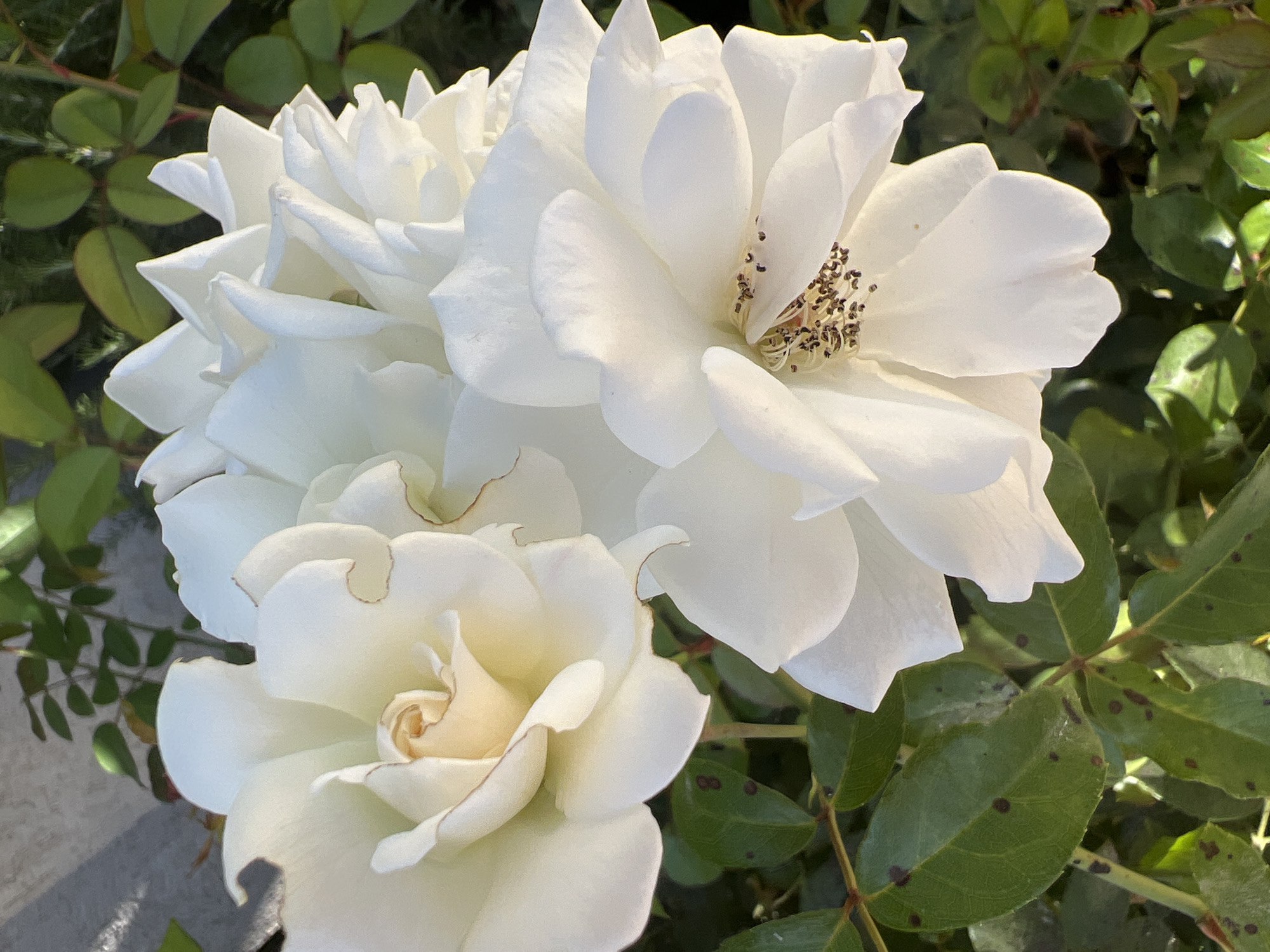 A close-up, overhead shot shows a cluster of white roses with pale yellow centers. The roses are in full bloom, with some petals slightly curled at the edges. In the background, green leaves, some with dark spots, and branches are visible. The image appears to have been taken outdoors in a garden setting. The location is identified as Hof HaCarmel Regional Council, Israel.