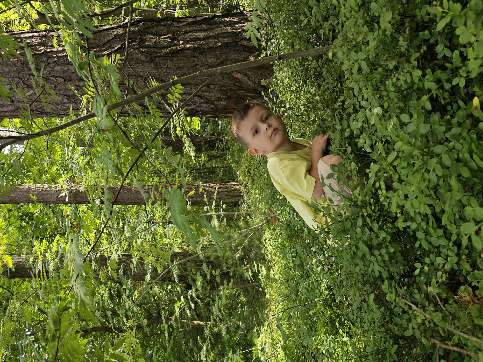 A young boy wearing a yellow shirt and light-colored shorts is crouching in a dense, green forest, surrounded by blueberry bushes. He is looking towards the camera with a curious expression. The forest floor is covered with lush vegetation, and tall trees with rough bark form a backdrop. Sunlight filters through the leaves, creating dappled patterns on the ground. The scene appears to be a natural setting, likely a forest or wooded area, possibly in or near Ulitkino, Russia.