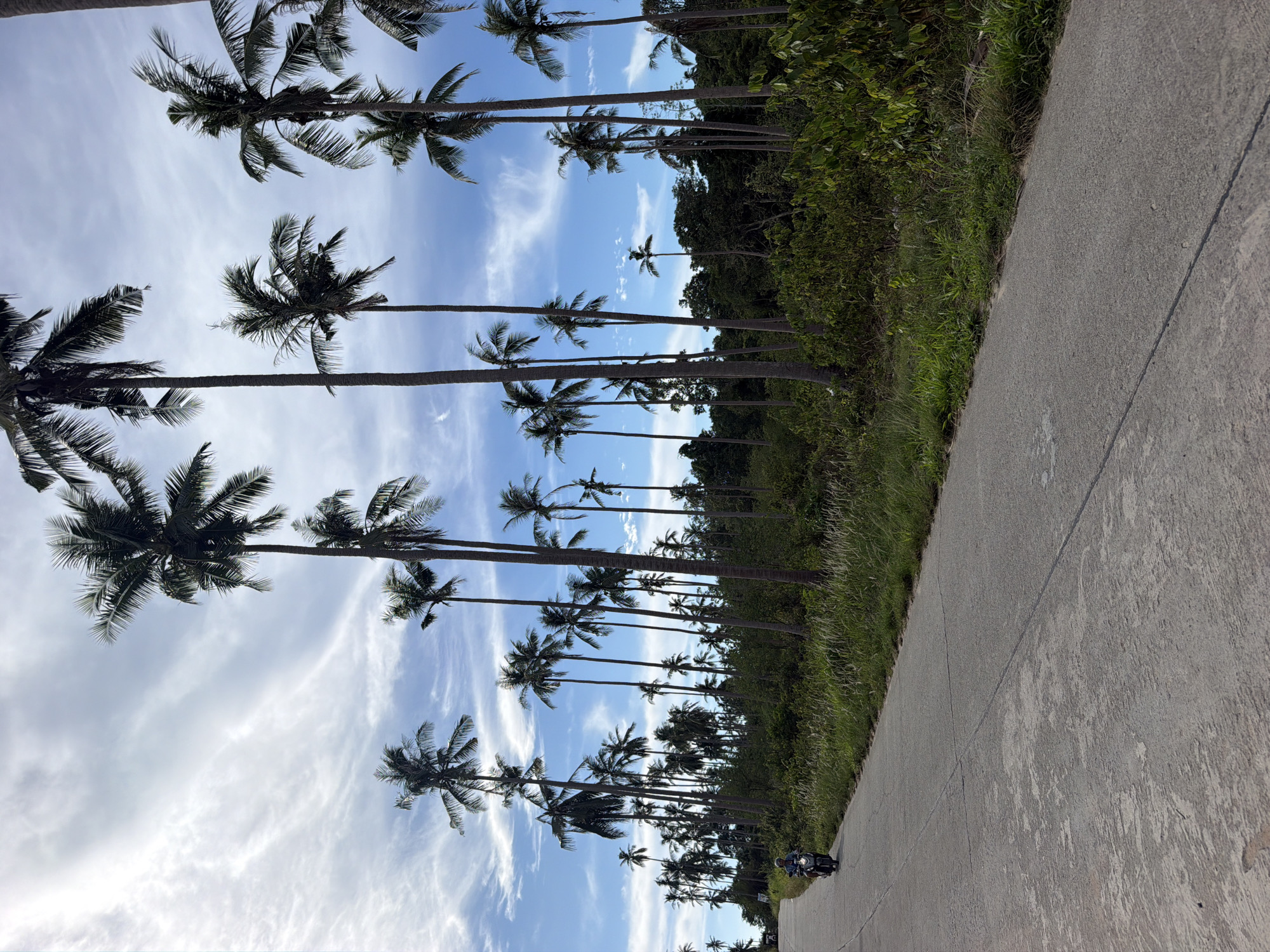 In Baan Tai, Thailand, a concrete road with visible expansion joints curves to the right, flanked by lush green vegetation and a dense forest of tall coconut palm trees. The sky above is a vibrant blue, scattered with wispy white clouds. A person on a black motorbike is traveling along the road, heading towards the left side of the frame. The road surface shows signs of wear and tear, with some patches of exposed aggregate. The overall scene depicts a tropical landscape with a clear sky and a person engaged in travel.