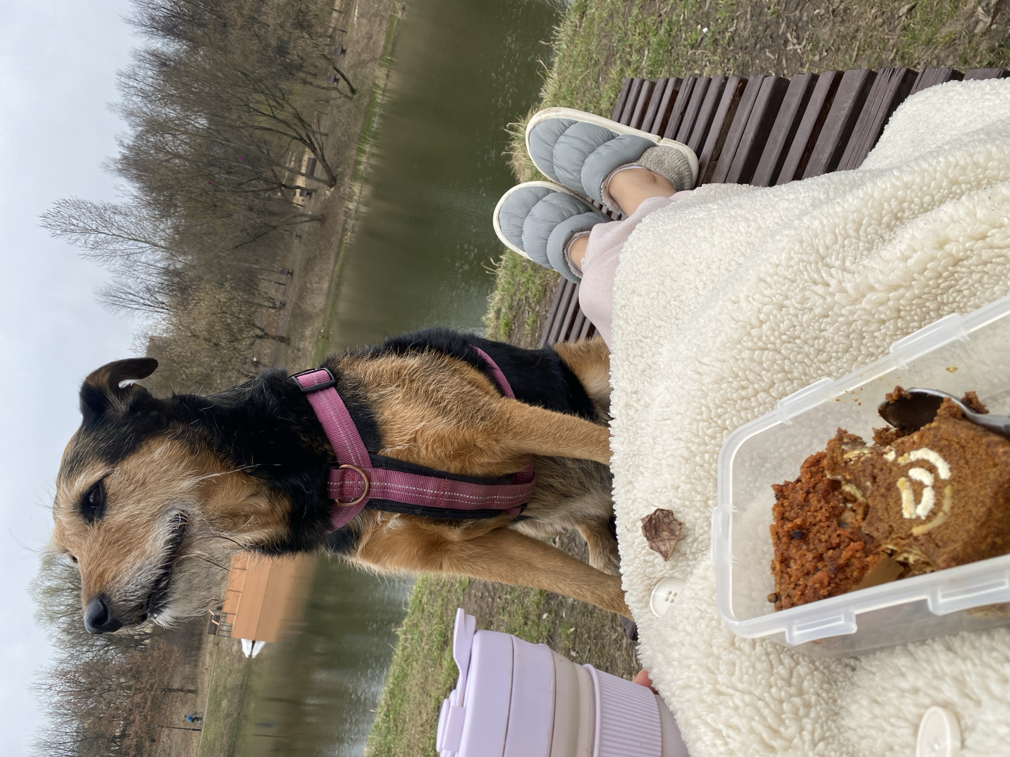 A person sits on a wooden bench, covered with a white blanket, near a body of water. The person wears blue quilted slippers and pink pants. A dog with brown and black fur and a pink harness stands beside them on the bench. A clear plastic container holds pieces of cake, and a lilac-colored container sits nearby. Trees are visible in the background, along with another bench near the water's edge. The setting appears to be outdoors, possibly in a park. The exact location in Moscow, Russia, is not evident from this image.