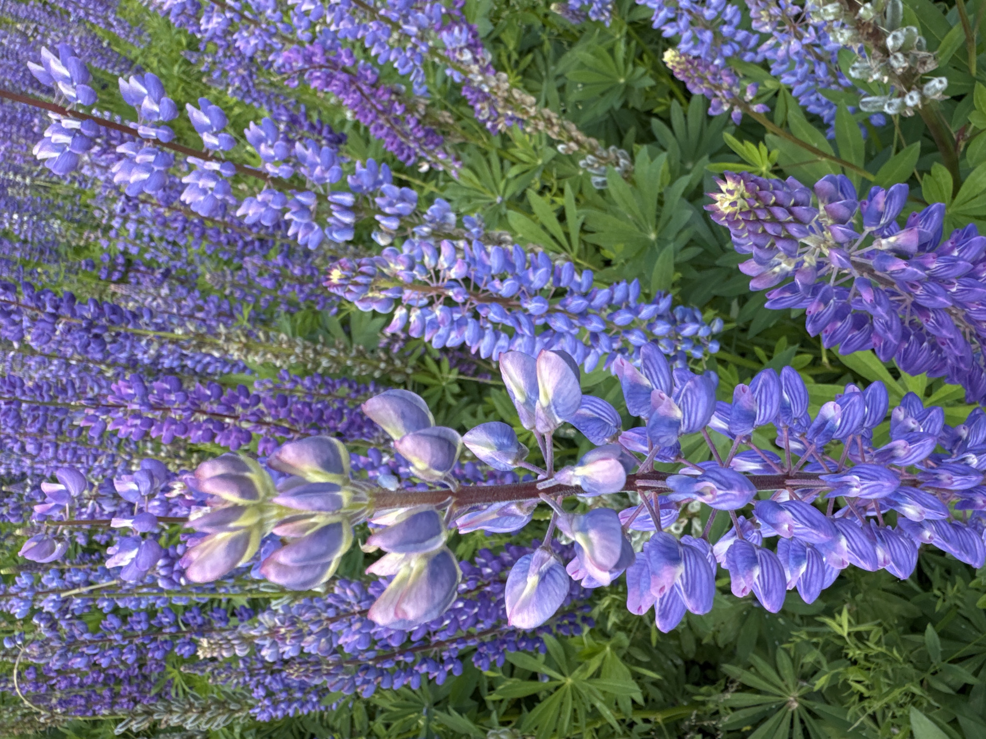 The image shows a close-up view of a field of purple lupine flowers. The flowers are in various stages of bloom, with some fully open and others still in bud. The background is filled with more lupine flowers and green foliage. The lighting suggests it is daytime, possibly overcast or late afternoon, given the soft shadows. There are no people or man-made objects visible in the frame. The scene depicts a natural environment, likely a meadow or a garden, with a focus on the detailed textures and colors of the flowers. The location is identified as an unspecified area in Russia.