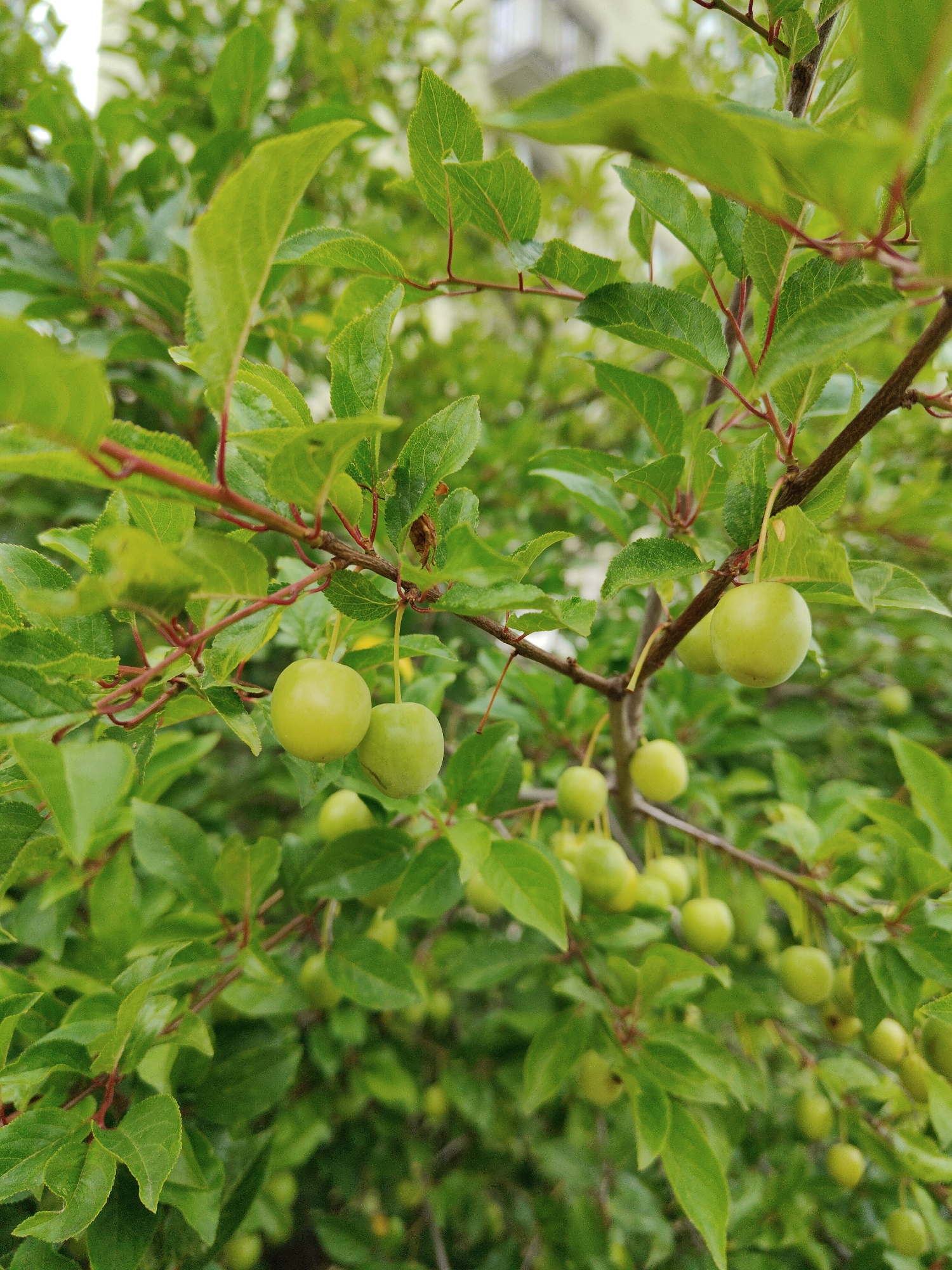 An extreme close-up shot displays a branch of a tree laden with unripe, light green fruit and lush green foliage. The fruit, which appear to be small plums or cherries, are round and smooth, hanging in clusters from thin stems. Some of the fruit are in sharp focus, while others are blurred, indicating a shallow depth of field. The leaves are ovate with serrated edges, and their surfaces show visible venation. The branches themselves are slender and reddish-brown, with some thinner twigs extending outwards. The background is a soft blur of more green leaves and hints of a pale, out-of-focus structure, possibly a building, suggesting an outdoor urban environment. There are no people visible in the image.