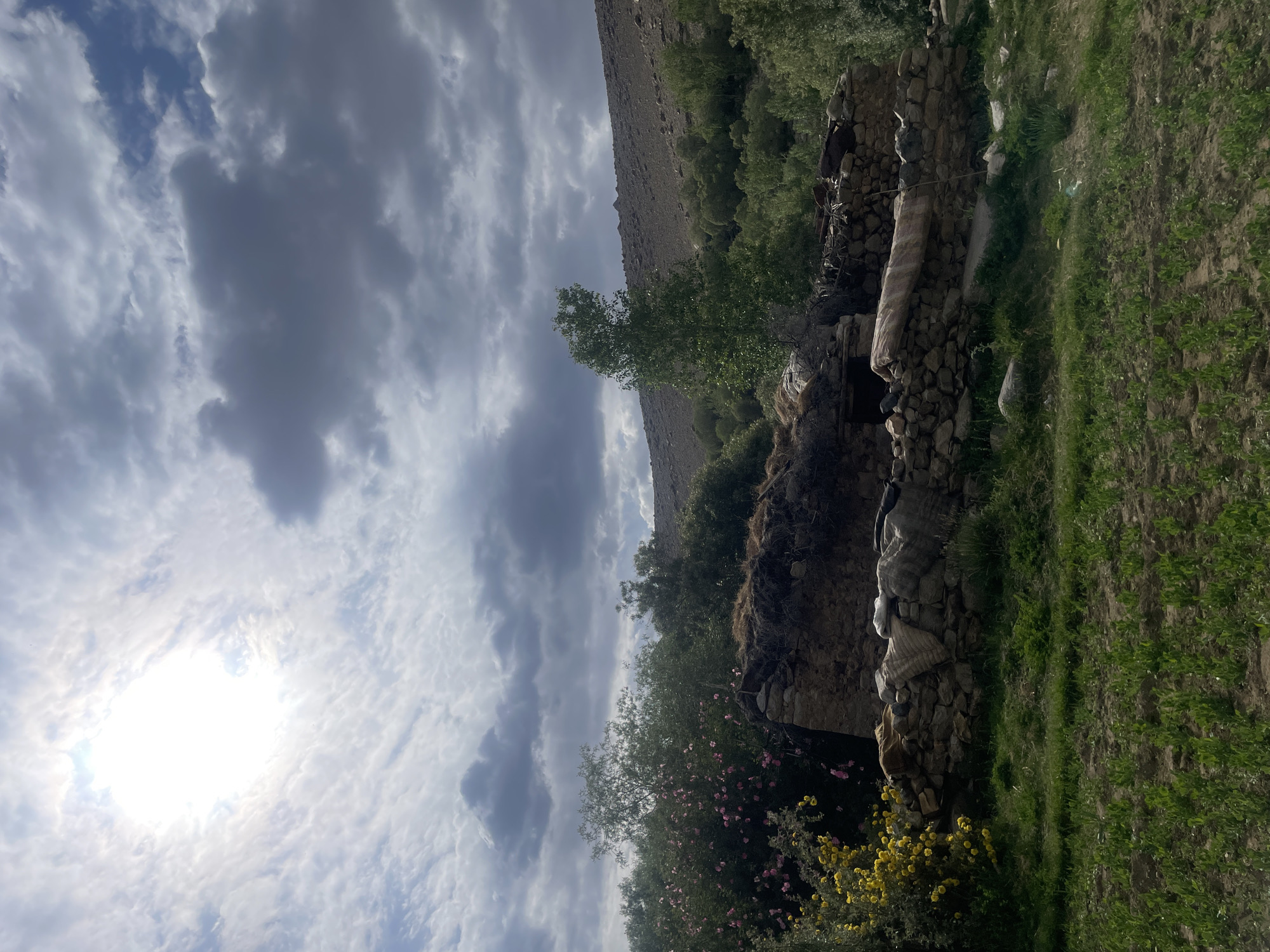 The image depicts a rustic dwelling situated in a hilly, arid landscape, likely in the outskirts of Leh, India. The structure appears to be made of stone and mud, with a thatched roof. A low stone wall, partially covered with blankets or tarps, surrounds the front of the dwelling. Lush green vegetation, including blooming bushes with pink and yellow flowers, is visible to the left of the structure. Beyond the dwelling, a dry, rocky hillside rises, sparsely populated with trees. The sky is partly cloudy, with the sun peeking through, casting a bright light and creating dramatic shadows. The foreground shows a field with young green plants. The overall impression is one of a remote and simple existence, harmoniously integrated with the natural environment.