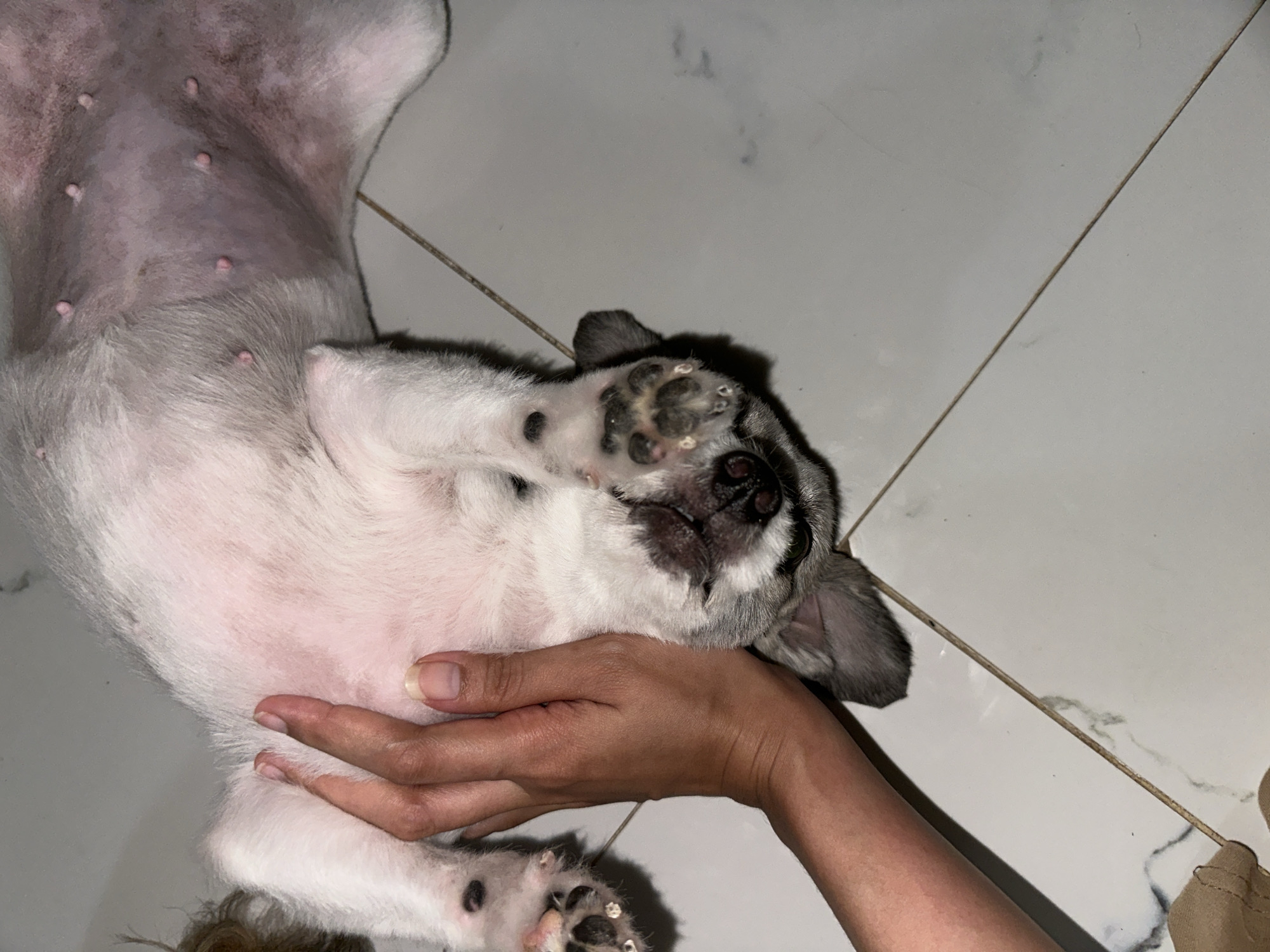 An overhead shot captures a dog, likely a puppy, lying on its back on a light-colored tiled floor, gently held by a human hand. The dog's soft white and grey fur covers its body, with its pinkish belly, adorned with several visible nipples, exposed upwards. Its head, featuring darker grey and black fur, rests near the bottom center of the frame, with eyes closed or mostly closed, indicating a state of relaxation or sleep. One front paw, with dark toe beans and some lighter, possibly dry, debris between the pads, is visible near its face.
A human hand, with a light to medium skin tone and natural, unpolished nails, cradles the dog's head and neck area, signifying a gentle and affectionate interaction. The tiled floor is white or light grey, with narrow, dark grout lines and a few minor smudges. The lighting is soft and ambient, characteristic of an indoor setting. The scene evokes a feeling of peace and comfort, showing a moment of connection between the human and the dog. There is no visible text.