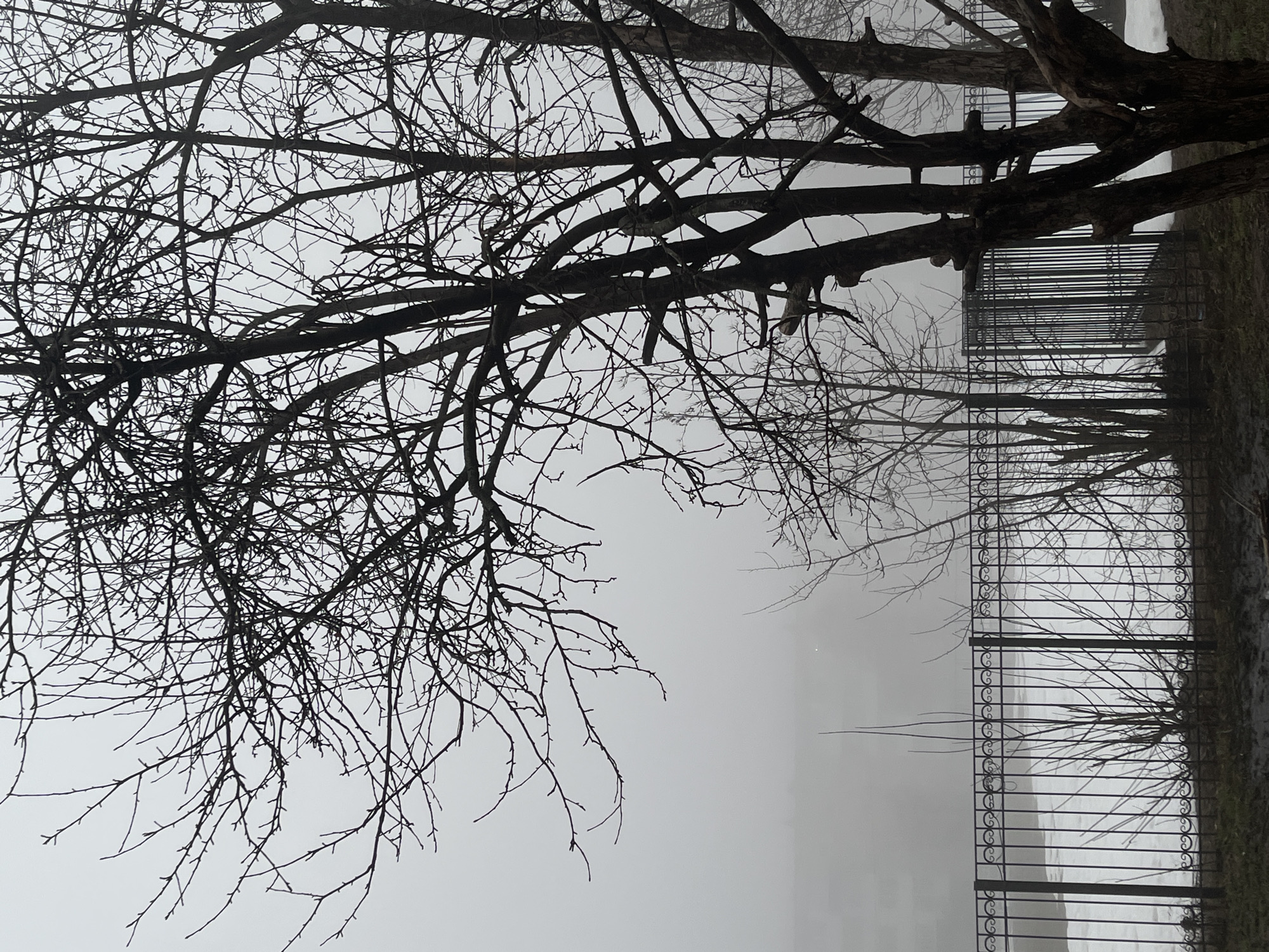 The image depicts a stark winter scene. A bare tree with intricate branches dominates the foreground. Behind the tree is a wrought-iron fence that runs horizontally across the frame. Beyond the fence, a body of water is visible, shrouded in heavy fog. The overall atmosphere is cold and bleak, with a monochromatic color scheme of greys and blacks. The location is identified as the city of Neftekamsk, Russia.