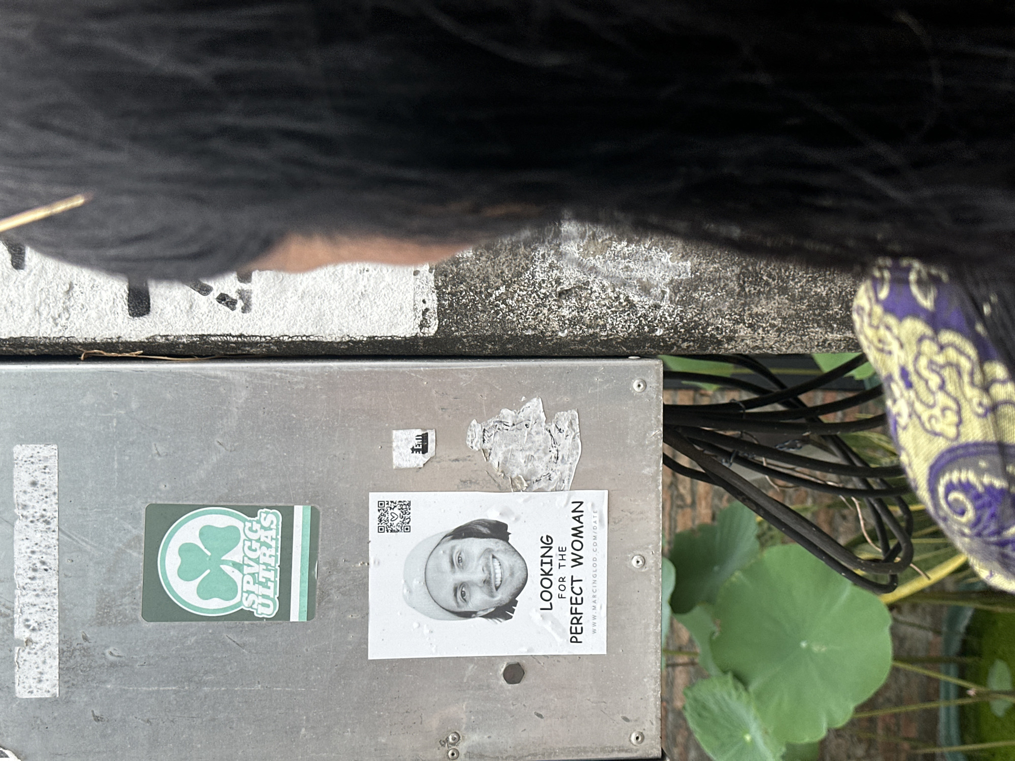 This image, taken in Baan Lipa Noi, Thailand, presents a close-up, slightly angled view of a metallic utility box affixed to a textured pole or wall, with a person's blurred head and shoulder in the immediate foreground. The metallic box features several adhered items. At the top center, a rectangular green sticker displays a white shamrock/clover enclosed in a circle, with the text "SPVGG ULTRAS" below it. Below this, a white flyer, roughly rectangular, shows a black and white photograph of a smiling man with long hair wearing a beanie. Text below his image reads "LOOKING FOR THE PERFECT WOMAN," followed by a URL: "WWW.MARCINGLOD.COM/DATE." A small QR code is visible in the top right corner of this flyer. To the right of the flyer, several smaller, partially peeled stickers are present, one depicting a dark silhouette of a structure against a light background. Below the utility box, tangled black electrical cables are visible. In the background, large, circular green lotus leaves float on a body of water, and behind them, a reddish-brown brick wall is partially visible. The immediate foreground shows the right side of a person's head, characterized by long, dark hair and the top of a garment with a distinctive yellow and purple pattern. A thin, gold-colored object, possibly a hair clip or part of eyewear, is visible within the hair. The overall lighting suggests daylight.