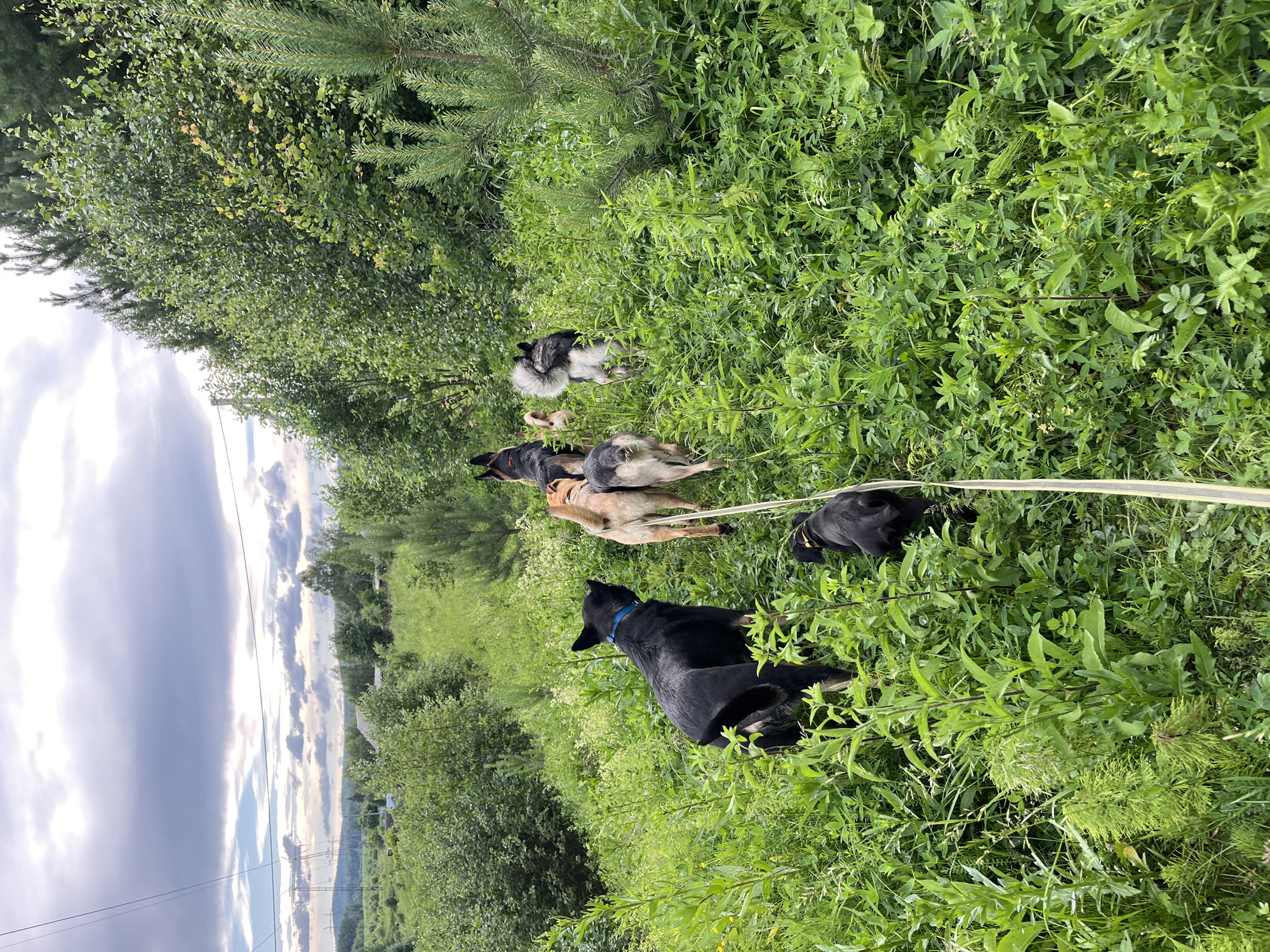 A group of dogs are lying down in tall green grass with trees and a cloudy sky in the background. The dogs appear to be relaxed and are all connected by a leash. The scene looks like a park or a field on a cloudy day.