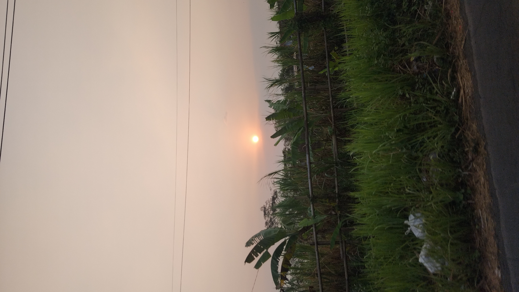 The image depicts a rural scene at sunset, likely in Jatimulya, Indonesia, as suggested by the provided context. The sky is a pale orange-pink gradient, with the sun appearing as a small, bright orb near the center of the frame. In the foreground, a row of tall, green grass lines the edge of a dark asphalt road. Behind the grass, a bamboo fence runs horizontally across the image, separating the road area from a field of lush vegetation. This vegetation includes banana trees with large, tattered leaves and tall, reedy plants that appear to be sugarcane or a similar crop. The overall atmosphere is tranquil, with the natural elements dominating the landscape. There are no people visible in the image, and the scene appears to be undisturbed.