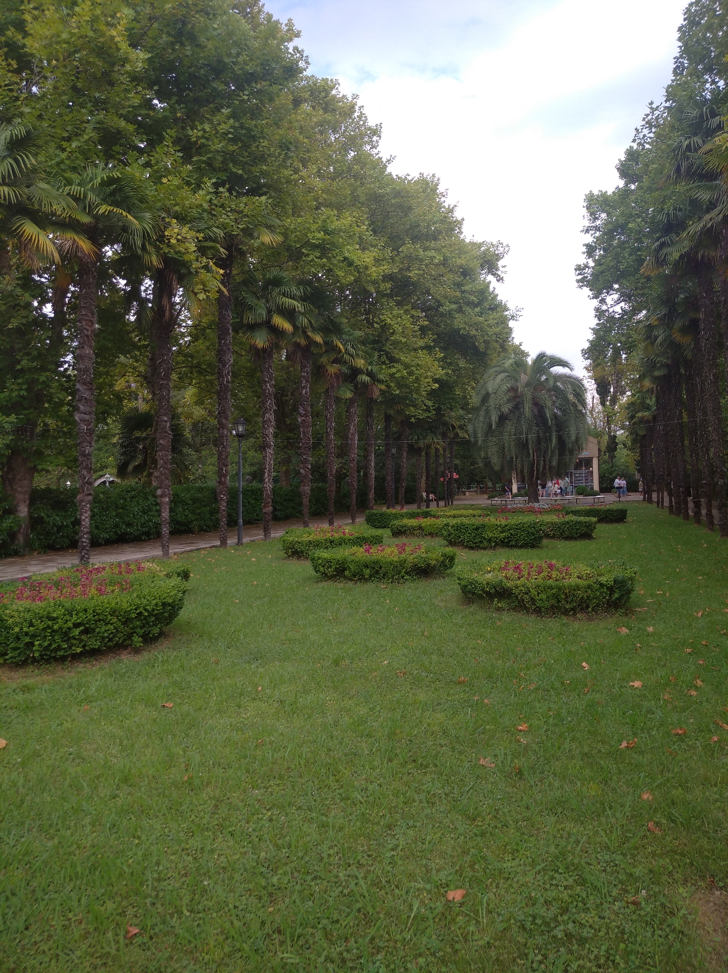The image depicts a park in Sochi, Russia, with a pathway lined by palm trees and lush green grass. Several manicured bushes with red flowers are arranged in sections on the lawn. In the background, a large palm tree stands prominently, with a building and a few people gathered near it. The sky is overcast, suggesting a cloudy day. A lamppost is visible along the pathway. The overall scene conveys a serene park atmosphere.