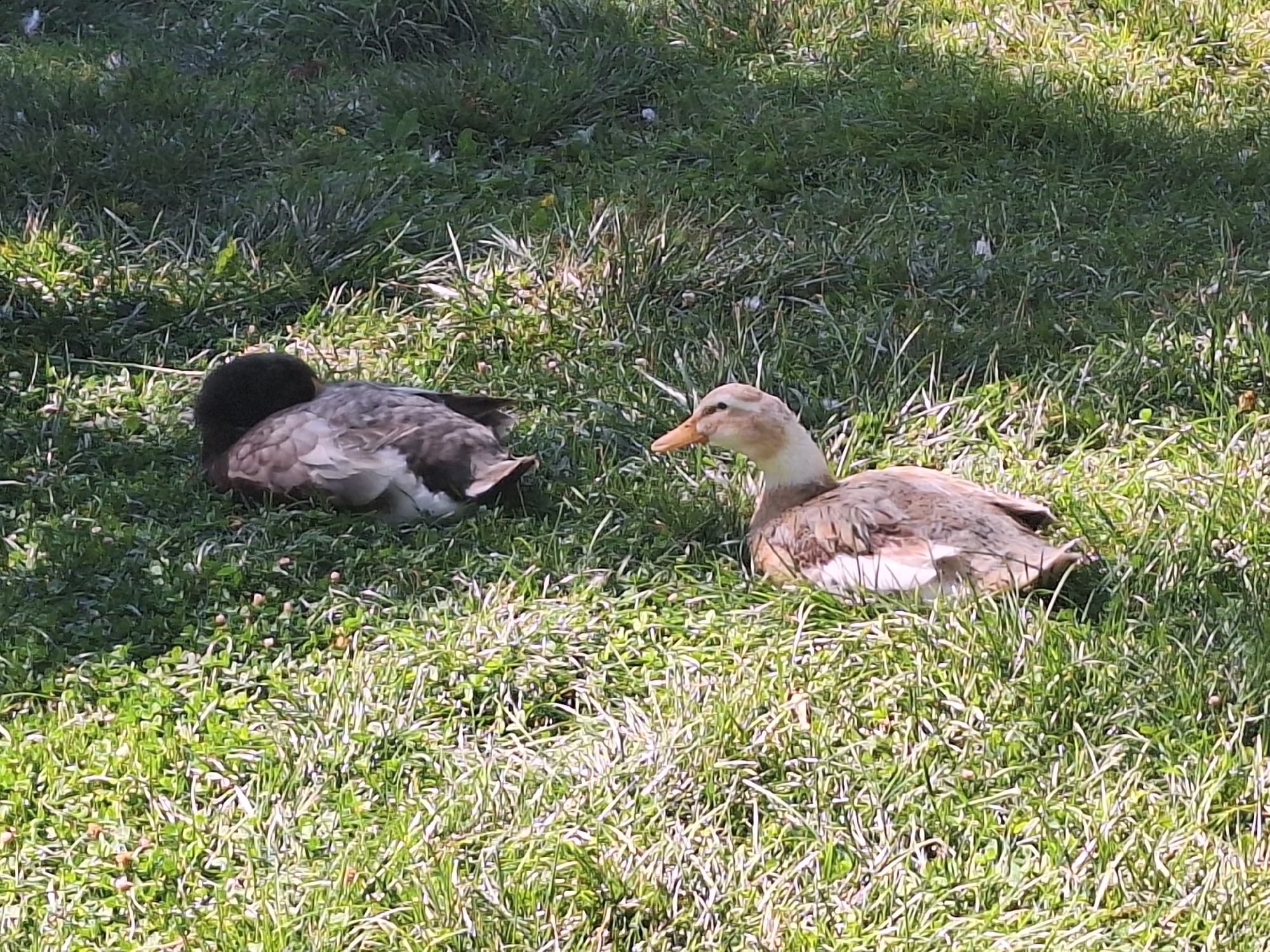Two ducks are resting on a grassy lawn in Yenimahalle, Turkey. The duck on the left is mostly obscured by its own dark head, with only its patterned back visible. The duck on the right is facing towards the left, with its head and neck clearly visible. It has a light brown and white speckled plumage, with a yellow-orange bill. The grass is green and lush, with some areas of shadow from unseen foliage. The scene appears to be a natural outdoor setting.