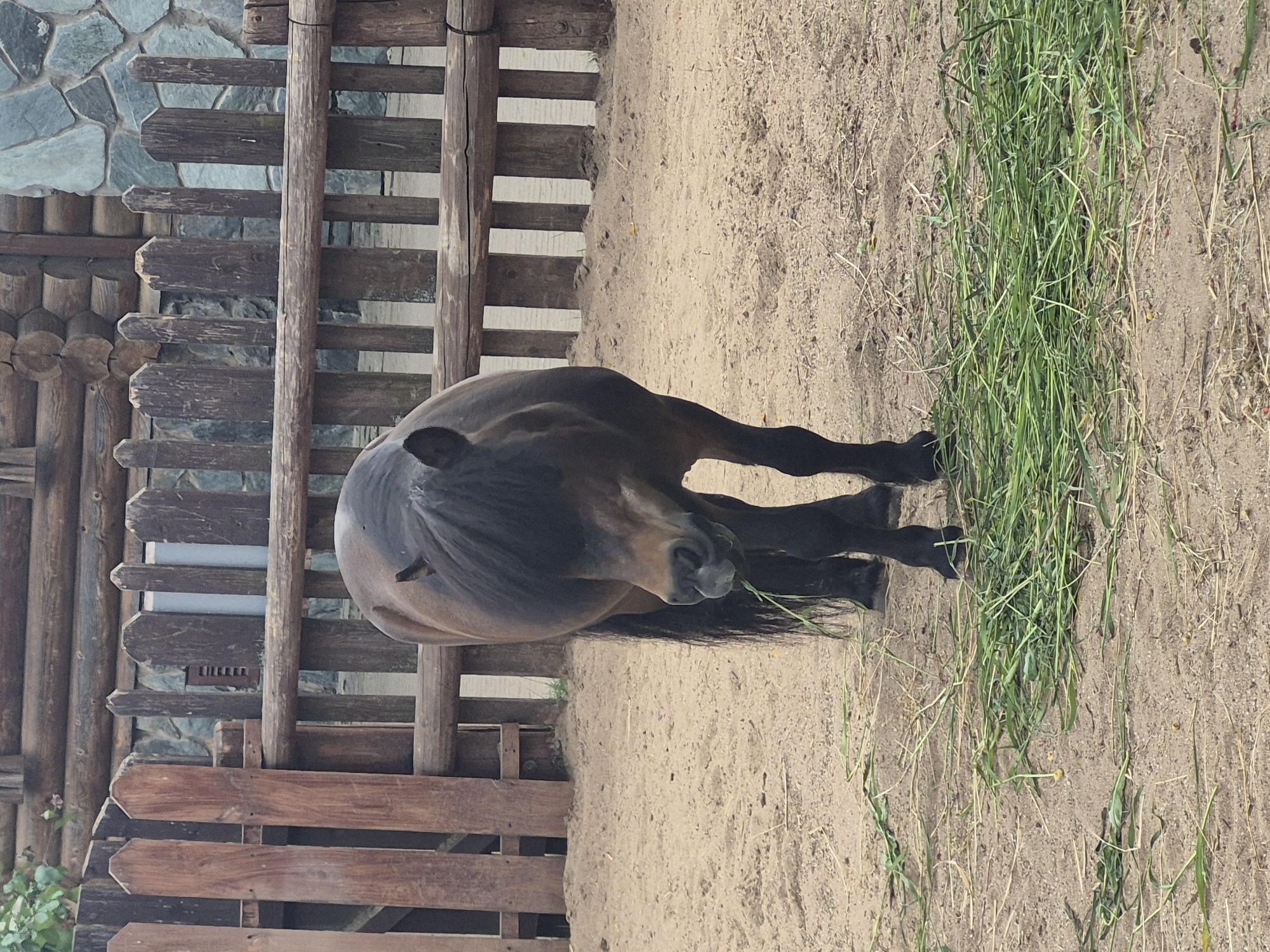 A brown pony is eating grass in an outdoor enclosure. The enclosure has a wooden fence and a sandy ground. In the background, there is a building made of logs and stones. The pony is facing the camera and appears to be in good health. The image was taken in Izhevsk, Russia.