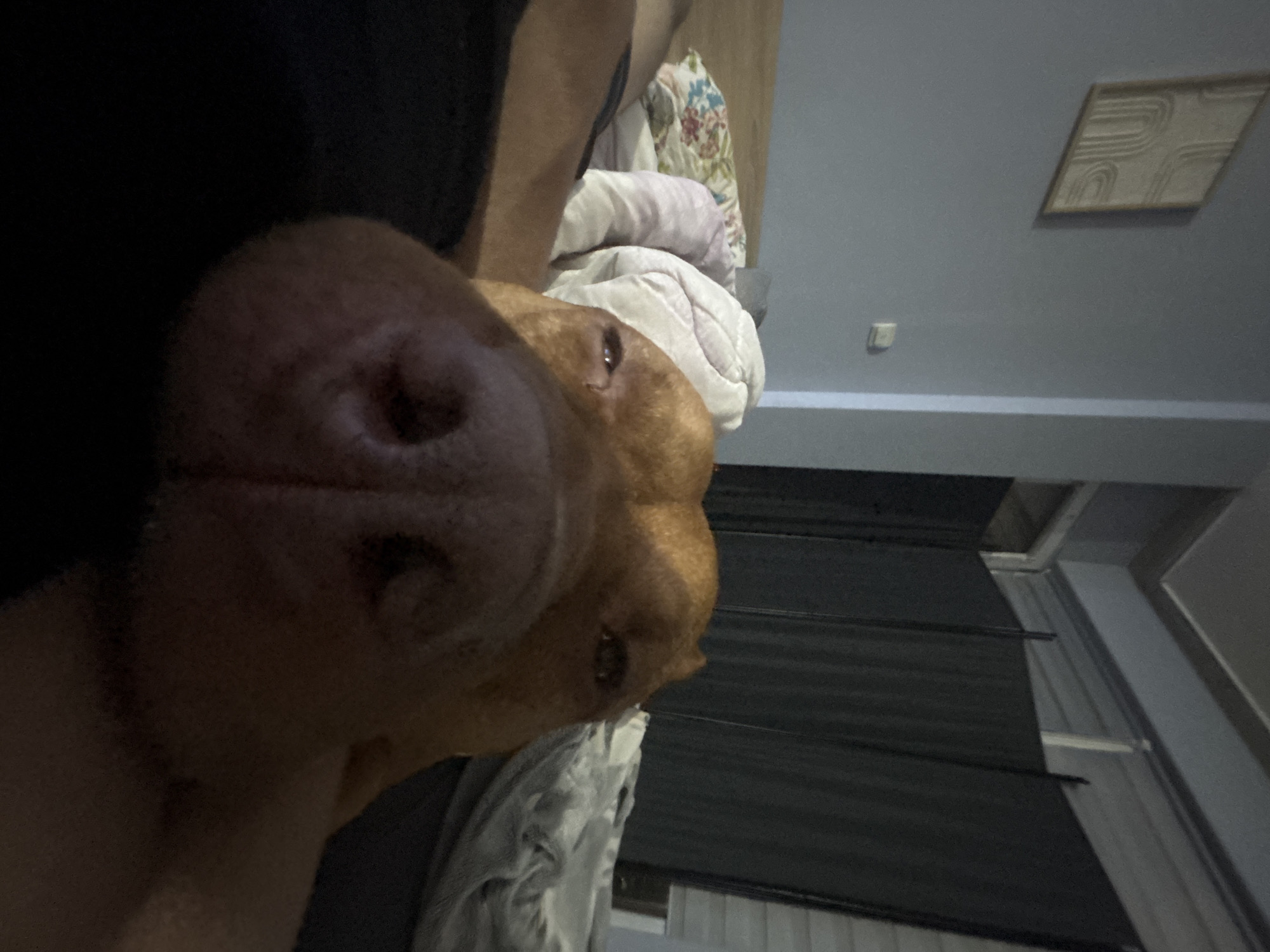 A close-up image shows a reddish-brown dog, possibly a Vizsla or similar breed, in an indoor setting. The dog's nose is prominent and close to the camera. The dog is lying on a bed with a person next to it. The background includes bedding with floral patterns and a plain white comforter, a wall with a framed abstract artwork and an electrical outlet, and closed window blinds. The location is not identifiable as Sofia, Bulgaria.