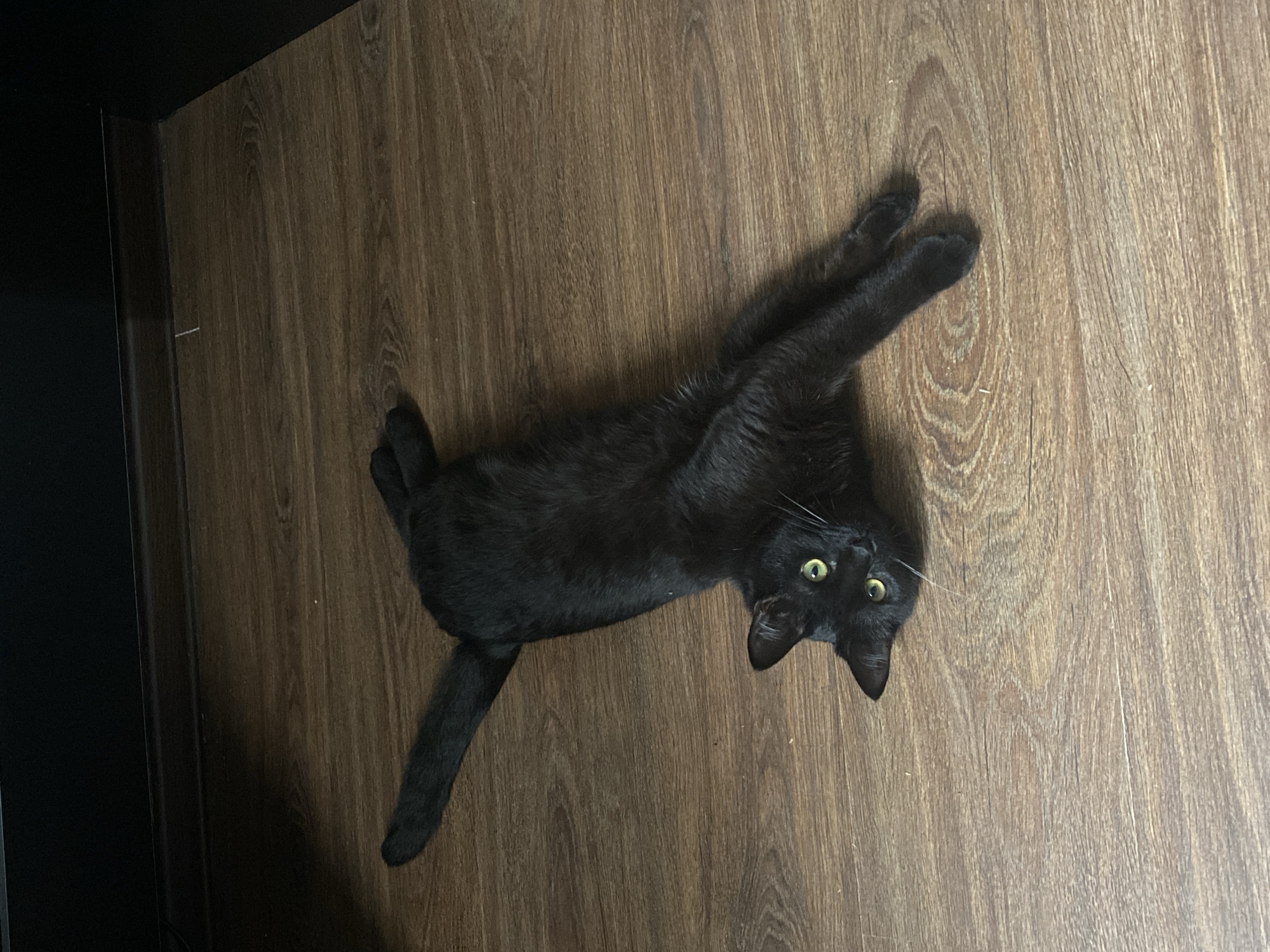 A black cat is lying on a brown, wood-patterned floor. The cat is positioned diagonally in the frame, with its head near the bottom center and its body extending towards the upper left. Its tail is extended towards the left edge of the image, and its front paws are stretched out above its head. The cat is looking upwards with its green eyes visible. The left edge of the image is darker, potentially indicating a wall or furniture.
Location: The image does not contain any information to suggest the location is Izhevsk, Russia.