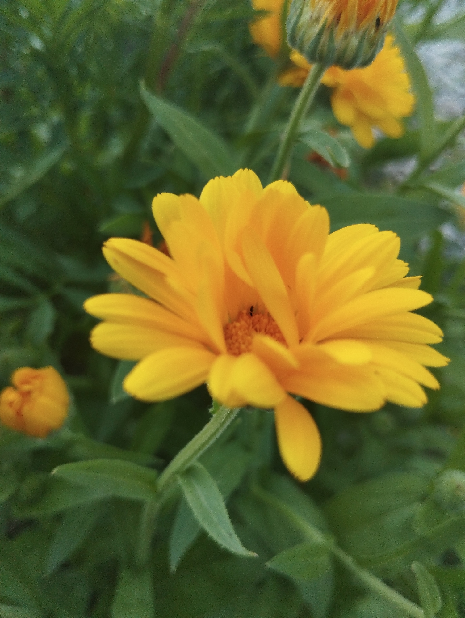 A close-up, eye-level, vertical shot shows a bright yellow calendula flower in full bloom, its petals fanning outwards. The center of the flower is a deeper orange with visible stamens. Two small black insects are visible on the flower's center. In the background, other calendula flowers and green foliage are softly blurred. A small, unopened calendula bud is visible in the lower left corner. The environment suggests an outdoor setting, possibly a garden or park in Dnipro, Ukraine, with lush green plants.