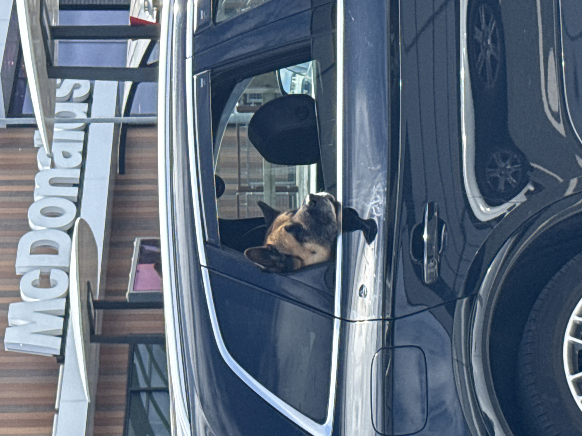 A dog is looking out the open window of a dark-blue car parked in front of a McDonald's restaurant. The car door is visible with its handle, window frame, and a section of the tire. The McDonald's sign is partially visible in the background. The scene is set in an urban environment. There is no indication of the city as Great Yarmouth or that the location is in the United Kingdom.