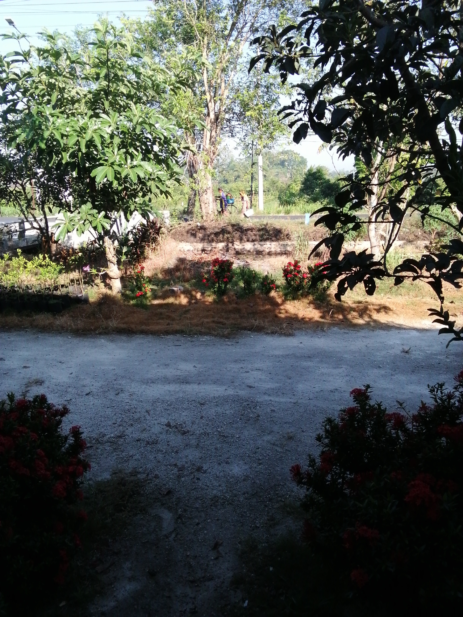 The image shows an outdoor scene with lush vegetation and a dirt path. In the background, there are several trees, some with dense foliage, and a few people are visible near what appears to be a road. There are also red flowers blooming in clusters in the foreground. The overall setting suggests a rural or semi-rural environment, possibly a park or a garden area. The lighting indicates it is daytime.