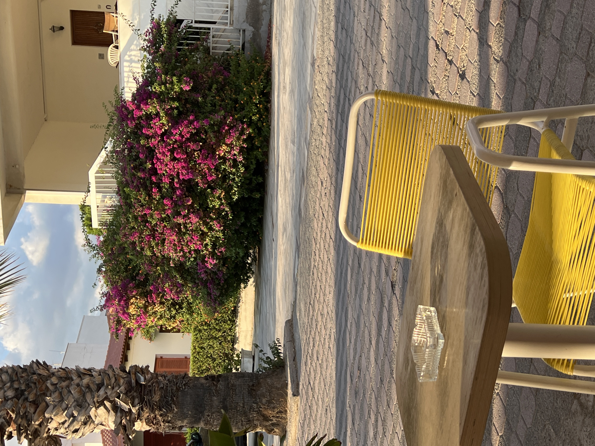 In Eretria Municipal Unit, Greece, a close-up shot focuses on a wooden table with a glass ashtray, set outdoors on a paved area. Two bright yellow chairs with white frames flank the table. In the background, a large, vibrant bougainvillea shrub with pink and purple flowers dominates the scene, situated in front of a building with white railings and a balcony. A palm tree with a rough, textured trunk stands to the left of the bougainvillea, its fronds reaching towards a partly cloudy sky. The setting sun casts long shadows across the paving stones, indicating a late afternoon or early evening time.