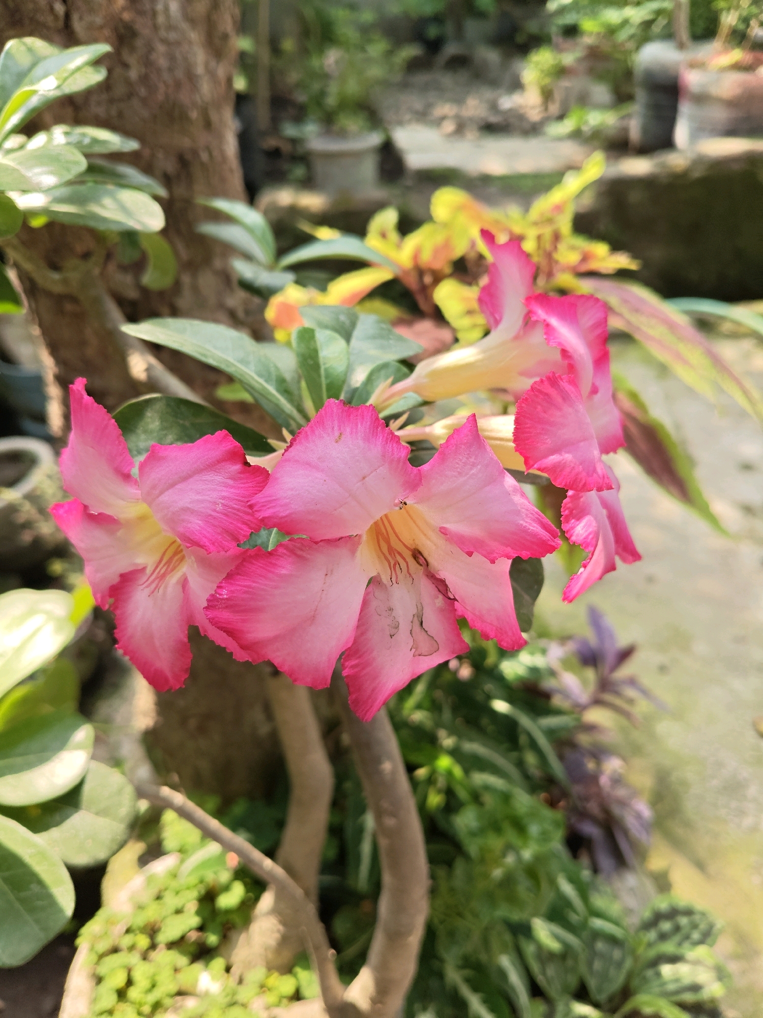 In Sumberwono, Indonesia, a close-up shot captures several delicate, pink adenium flowers in bloom. The flowers exhibit a gradient of color, transitioning from a lighter pink at the center to a vibrant fuchsia at the petal edges, which are slightly ruffled. Some flowers display subtle yellow markings near their centers, and delicate lines run through the petals. The blooms are attached to a thick, woody stem with green leaves partially visible. In the background, a textured tree trunk anchors the scene, with lush green foliage and hints of yellow and red leaves on other plants providing a vibrant, natural backdrop. The setting appears to be an outdoor garden, with blurred elements of the environment suggesting a sunny day.