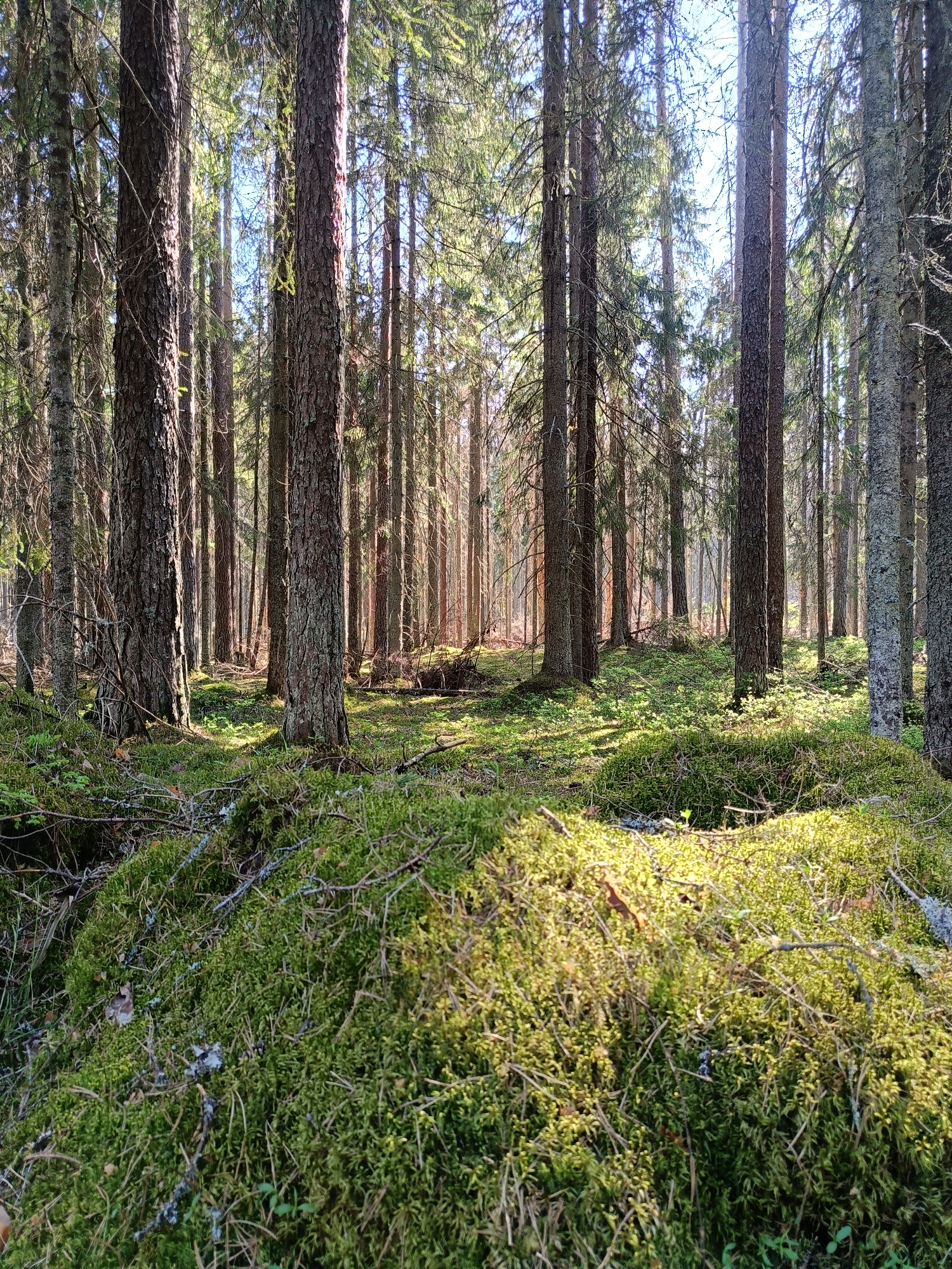 The image depicts a dense forest scene in Vishnovka, Russia. The foreground is dominated by a mound covered in bright green moss, interspersed with twigs and fallen pine needles. Beyond the mossy foreground, the scene transitions into a forest floor covered with green vegetation and scattered fallen logs. Numerous tall, straight tree trunks rise vertically throughout the image, creating a sense of depth and density. Sunlight filters through the trees, casting streaks of light and shadow across the forest floor. The sky is partially visible through the canopy, suggesting a clear or partly cloudy day. There are no visible people or animals in the scene.